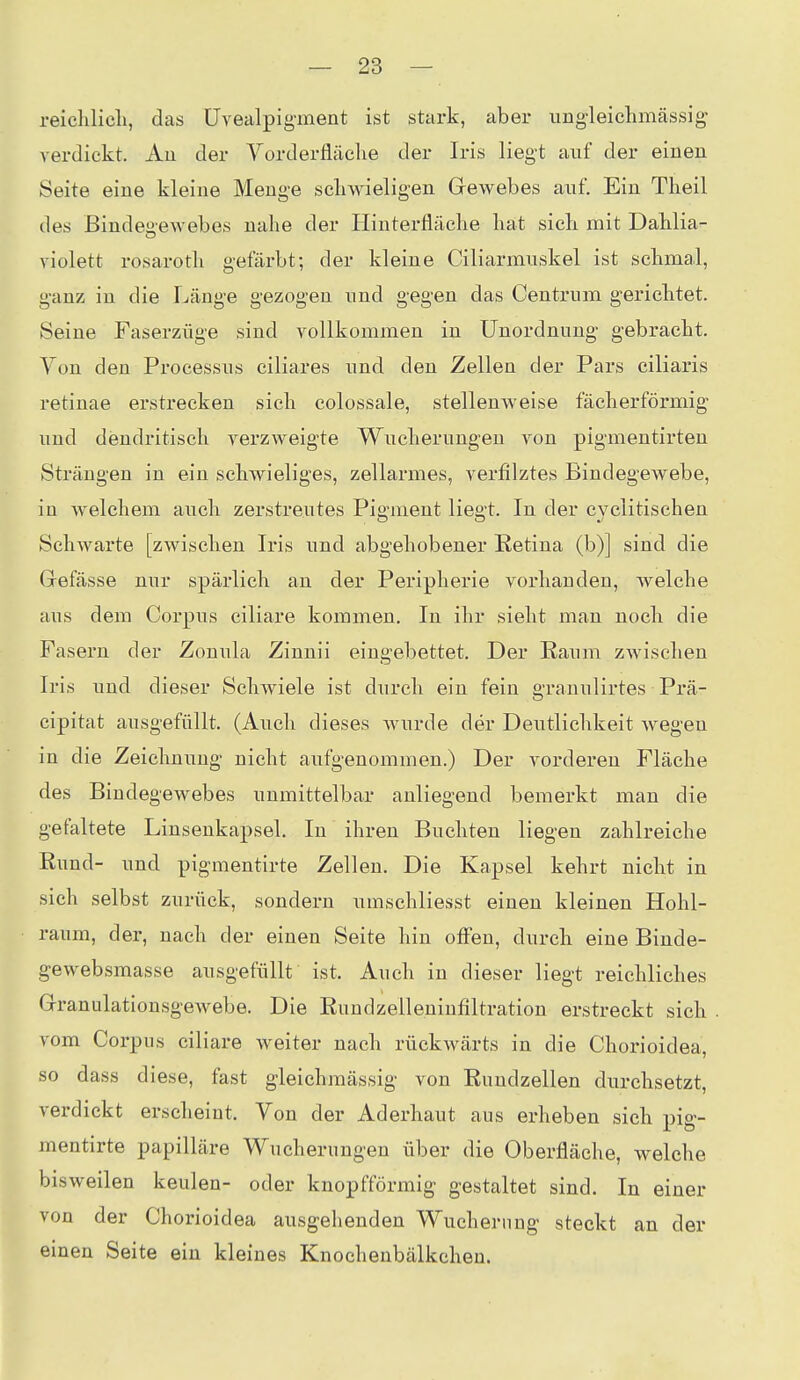 reiclilicli, das Uvealpigment ist stark, aber imgleichmässig' verdickt. Au der Vorderfläclie der Iris liegt auf der eiueu Seite eiue kleine Meuge scliwieligeu Grewebes auf. Ein Theil des Bindeo-ewebes nahe der Hinterfläclie hat sieb mit DaHia- violett rosaroth gefärbt; der kleine Ciliarimiskel ist schmal, ganz in die Länge gezogen und g'egen das Centrum gericbtet. Seine Faserzüge sind vollkommen in Unordnung gebracht. Yon den Processus ciliares und den Zellen der Pars ciliaris retinae erstrecken sich colossale, stellenweise fächerförmig und dendritisch verzweigte Wucherungen von pigmentirten Strängen in ein scliwieliges, zellarmes, verfilztes Bindegewebe, in welchem auch zerstreutes Pigment liegt. In der cyclitischen Schwarte [zwischen Iris und abgehobener Retina (b)] sind die Gefässe nur spärlicli an der Peripherie vorhanden, welche aus dem Corpus ciliare kommen. In ihr sieht man nocli die Fasern der Zonula Zinnii eingebettet. Der Raum zwischen Iris uud dieser Schwiele ist durch ein fein granulirtes Prä- cipitat ausgefüllt. (Auch dieses Avurde der Deutlichkeit wegen in die Zeichnung nicht aufgenommen.) Der vorderen Fläche des Bindegewebes unmittelbar anliegend bemerkt man die gefaltete Linsenkapsel. In ihren Buchten liegen zahlreiche Rund- und pigmentirte Zellen. Die Kapsel kehrt nicht in sich selbst zurück, sondern umschliesst einen kleinen Hohl- raum, der, nach der einen Seite hin offen, durch eine Binde- gevvebsmasse ausgefüllt ist. Auch in dieser liegt reichliches Grranulationsgewebe. Die Rundzelleninfiltration erstreckt sich vom Corpus ciliare weiter nach rückwärts in die Chorioidea, so dass diese, fast gleichmässig von Rundzellen durchsetzt, verdickt erscheint. Von der Aderhaut aus erheben sich pig- mentirte papilläre Wucherungen über die Oberfläche, welche bisweilen keulen- oder knopfförmig gestaltet sind. In einer von der Chorioidea ausgehenden Wucherung steckt an der einen Seite ein kleines Knochenbälkchen.