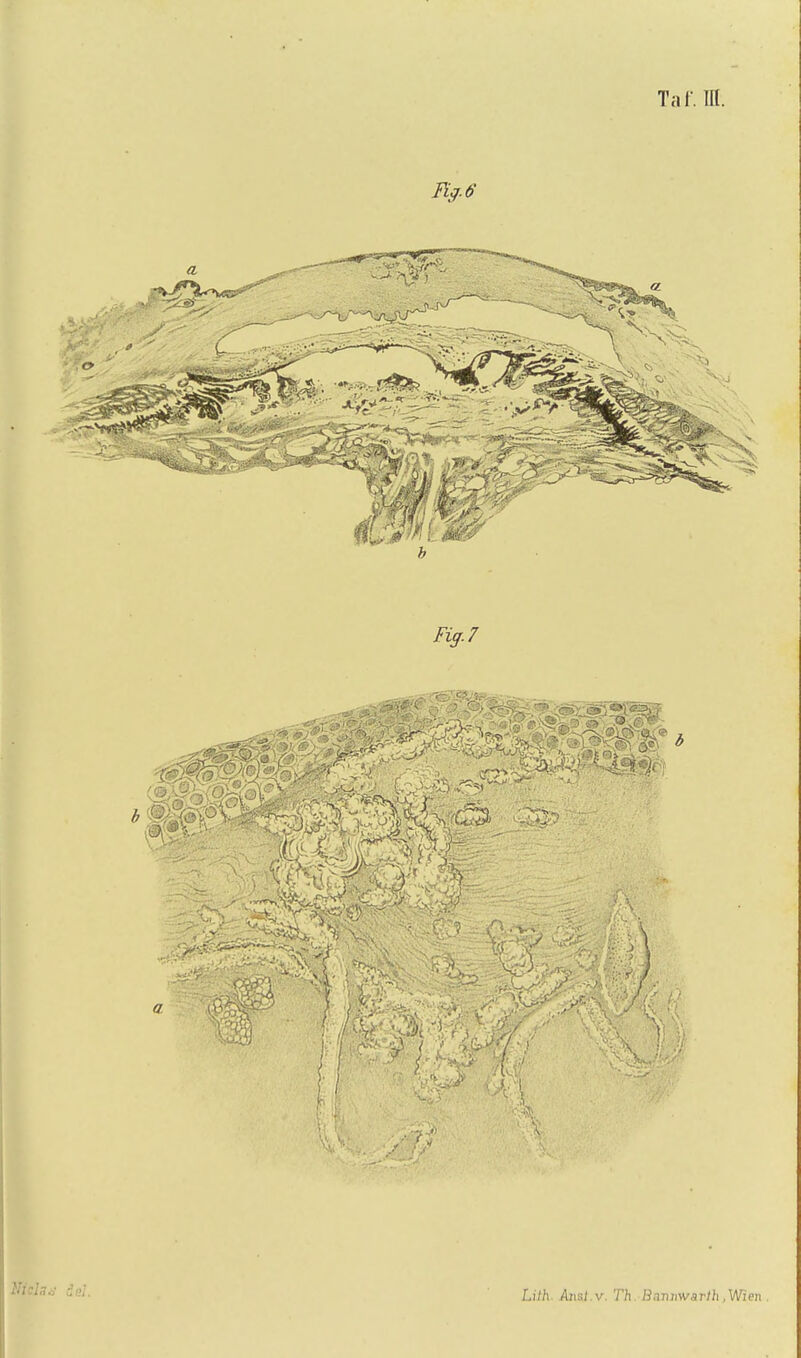 Tar.lrt. Nidaa id. Lüh. Aiisl.v. Th, Ba-niiwarth .Wien