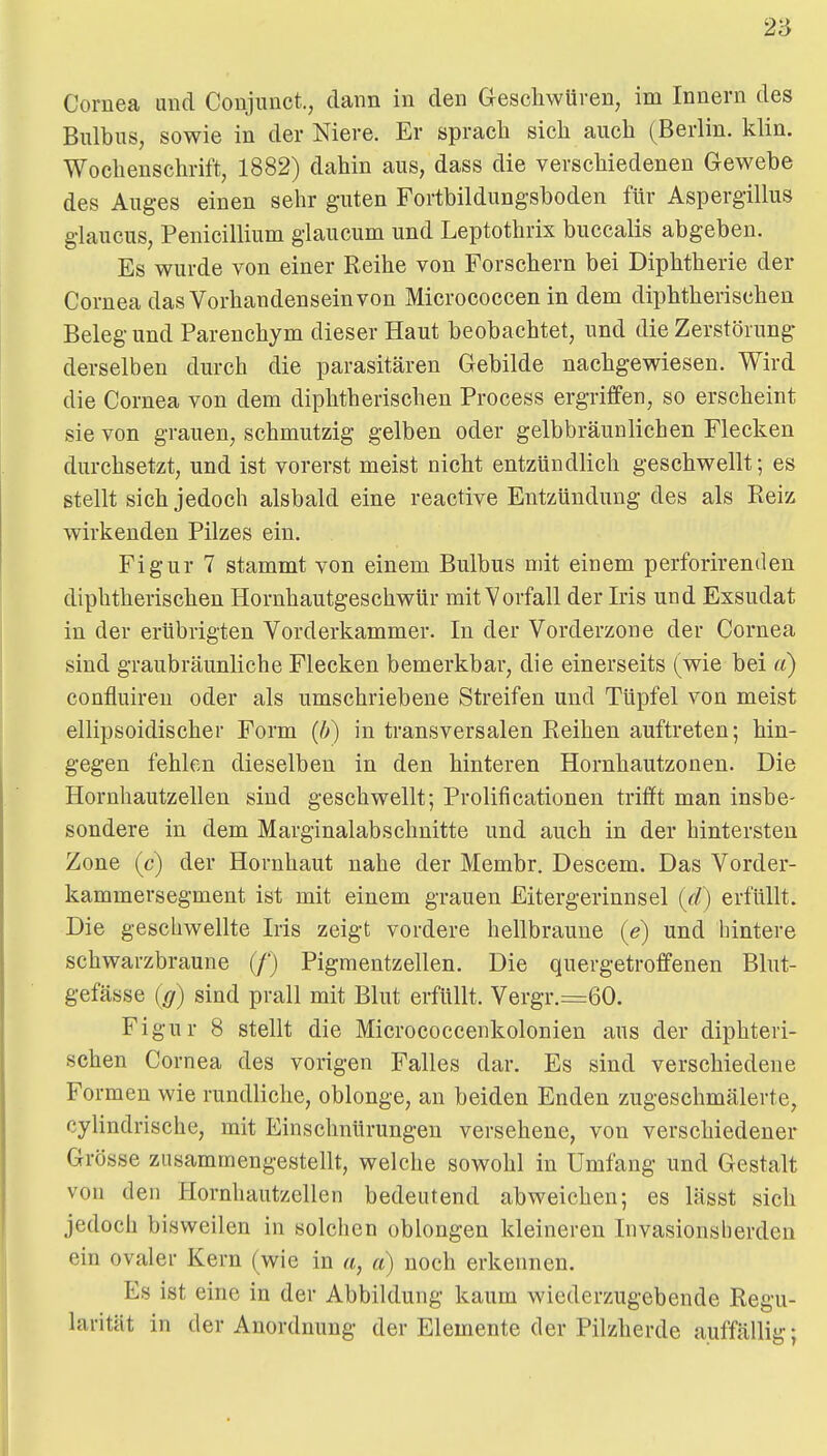 Cornea und Conjunct., dann in den Geschwüren, im Innern des Bulbus, sowie in der Niere. Er sprach sich auch (Berlin, klin. Wochenschrift, 1882) dahin aus, dass die verschiedenen Gewebe des Auges einen sehr guten Fortbildungsboden für Aspergillus glaucus, Penicillium glaucum und Leptothrix buccalis abgeben. Es wurde von einer Reihe von Forschern bei Diphtherie der Cornea das Vorhandensein von Micrococcen in dem diphtherischen Beleg und Parenchym dieser Haut beobachtet, und die Zerstörung derselben durch die parasitären Gebilde nachgewiesen. Wird die Cornea von dem diphtherischen Process ergriffen, so erscheint sie von grauen, schmutzig gelben oder gelbbräunlichen Flecken durchsetzt, und ist vorerst meist nicht entzündlich geschwellt; es stellt sich jedoch alsbald eine reactive Entzündung des als Reiz wirkenden Pilzes ein. Figur 7 stammt von einem Bulbus mit einem perforirenden diphtherischen Hornhautgeschwür mit Vorfall der Iris und Exsudat in der erübrigten Vorderkammer. In der Vorderzone der Cornea sind graubräunliche Flecken bemerkbar, die einerseits (wie bei a) confluiren oder als umschriebene Streifen und Tüpfel von meist ellipsoidischer Form (b) in transversalen Reihen auftreten; hin- gegen fehlen dieselben in den hinteren Hornhautzonen. Die Hornhautzellen sind geschwellt; Prolificationen trifft man insbe- sondere in dem Marginalabschnitte und auch in der hintersten Zone (c) der Hornhaut nahe der Membr. Descem. Das Vorder- kammersegment ist mit einem grauen Eitergerinnsel {d) erfüllt. Die geschwellte Iris zeigt vordere hellbraune (e) und hintere schwarzbraune (/') Pigmentzellen. Die quergetroffenen Blut- gefässe (g) sind prall mit Blut erfüllt. Vergr.=60. Figur 8 stellt die Micrococcenkolonieu aus der diphteri- schen Cornea des vorigen Falles dar. Es sind verschiedene Formen wie rundliche, oblonge, an beiden Enden zugeschmälerte, cylindrische, mit Einschnürungen versehene, von verschiedener Grösse zusammengestellt, welche sowohl in Umfang und Gestalt von den Hornhautzellen bedeutend abweichen; es lässt sich jedoch bisweilen in solchen oblongen kleineren Invasionsherdeu ein ovaler Kern (wie in a, a) noch erkennen. Es ist eine in der Abbildung kaum wiederzugebende Regu- larität in der Anordnung der Elemente der Pilzherde auffällig;