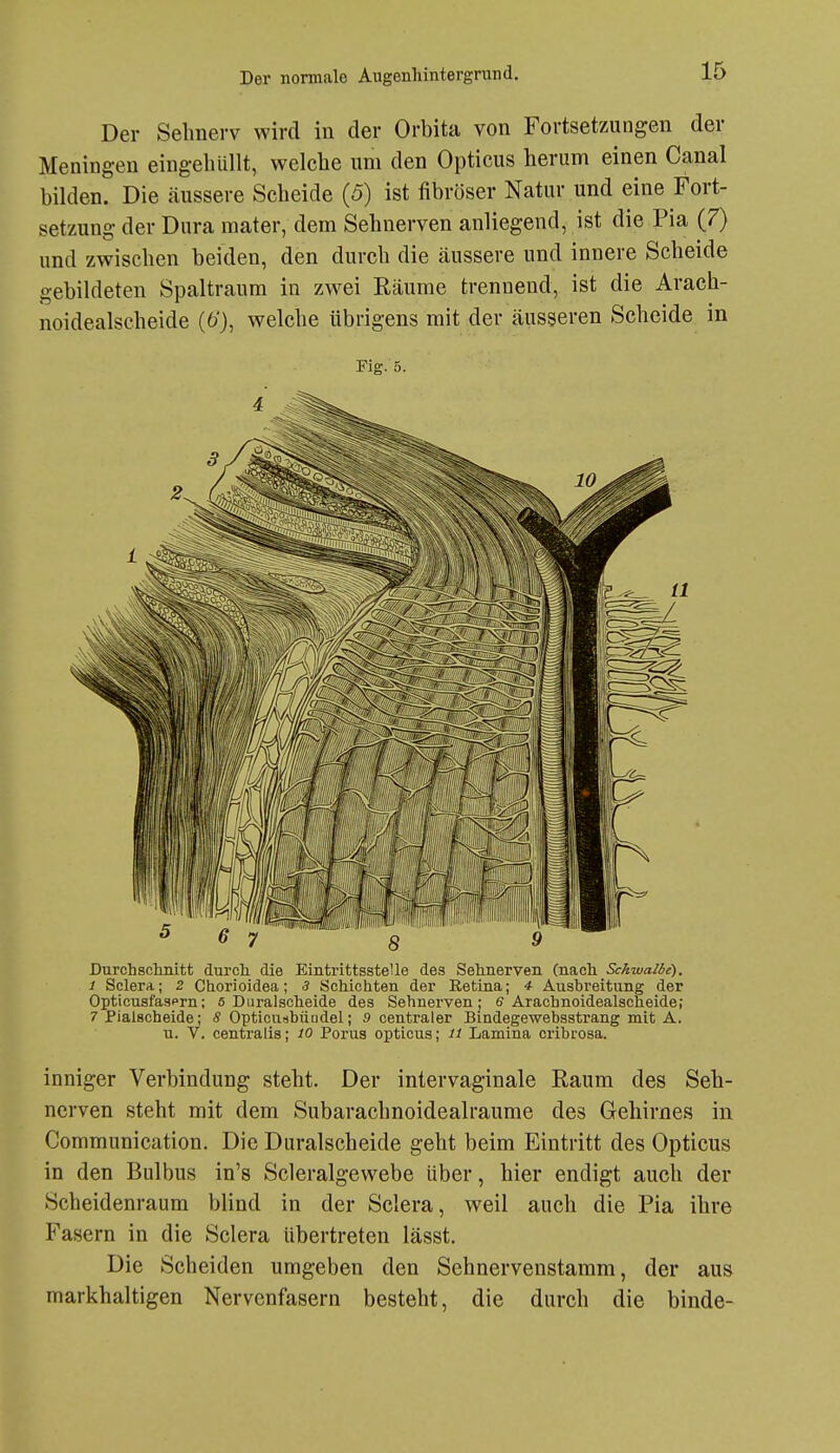 Der Sehnerv wird in der Orbita von Fortsetzungen der Meningen eingehüllt, welche um den Opticus herum einen Canal bilden. Die äussere Scheide (5) ist fibröser Natur und eine Fort- setzung der Dura mater, dem Sehnerven anliegend, ist die Pia (7) und zwischen beiden, den durch die äussere und innere Scheide gebildeten Spaltraum in zwei Räume trennend, ist die Arach- noidealscheide (6'}, welche übrigens mit der äusseren Scheide in Fig. 5. Durchschnitt durch die Eintrittsstelle des Sehnerven (nach Schwalbe). 1 Sclera; 2 Chorioidea; 3 Schichten der Retina; 4 Ausbreitung der Opticusfasprn; 5 Diiralscheide des Sehnerven ; e Arachnoidealscheide; 7 Piaischeide; 8 Opticusbüudel; fl centraler Bindegewebsstrang mit A. u. V. centralis; 10 Poms opticus; il Lamina cribrosa. inniger Verbindung steht. Der intervaginale Raum des Seh- nerven steht mit dem Subarachnoidealraume des Gehirnes in Communication. Die Duralscheide geht beim Eintritt des Opticus in den Bulbus in's Scleralgewebe über, hier endigt auch der Scheidenraum blind in der Sclera, weil auch die Pia ihre Fasern in die Sclera übertreten lässt. Die Scheiden umgeben den Sehnervenstamm, der aus markhaltigen Nervenfasern besteht, die durch die binde-