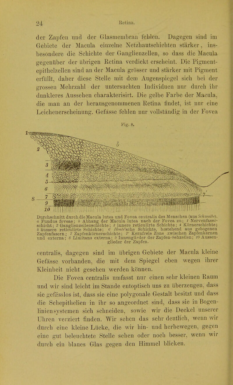 der Zapfen untl der Glasmenibi'an tclilcn. Dagegen sind im Gebiete der Macula einzelne Nctzliautschiciiten stärker, ins- besondere die Schichte der Ganglienzellen, so dass die Macula gegenüber der übrigen Retina verdickt erscheint. Die Pigment- epithelzellen sind an der Macula grösser und stärker mit Pigment erfüllt, daher diese Stelle mit dem Augenspiegel sich bei der grossen Mehrzahl der untersuchten Individuen nur durch ihr dunkleres Aussehen charakterisirt. Die gelbe Farbe der Macula, die mau an der herausgenommenen Retina findet, ist nur eine Leichenerscheinung. Gefässe fehlen nur vollständig in der Fovea Fig. 8. Durchschnitt durch die Macula lutea und Fovea ceutralis des Menschen {ans Sc/iwalie). a Fundus foveae; b Abhang der Macula lutea nach der Fovea zu; / Nervenfaser- schicht; 2 Ganglienzellenschichte; 3 innere reticulirte Schichte; 4 Jiörnerschichte; 5 äussere reticulirte Schichte; <? //««/«'sehe Schichte, bestehend aus gebogenen Zapfenfasern; 7 Zapfenkörnerschichte; 7' Kernfreie Zone zwischen Zapfenkernen und externa; S Limitans externa; 9 Iunenglii»der der Zapfen-:-ehzellen; Aussen- glieder der Zapfen. centralis, dagegen sind im übrigen Gebiete der Macula kleine Gefässe vorhanden, die mit dem Spiegel eben wegen ihrer Kleinheit nicht gesehen werden können. Die Fovea centralis umfasst nur einen sehr kleinen Raum und wir sind leicht im Stande entoptisch uns zu überzeugen, dass sie gefässlos ist, dass sie eine polygonale Gestalt besitzt und dass die Sehepithelien in ihr so angeordnet sind, dass sie in Bogen- linienSystemen sich schneiden, sowie wir die Deckel unserer Uhren verziert finden. Wir sehen das sehr deutlich, wenn wir durch eine kleine Lücke, die wir hin- und herbewegen, gegen eine gut beleuchtete Stelle sehen oder noch besser, wenn wir durch ein blaues Glas gegen den Himmel blicken.