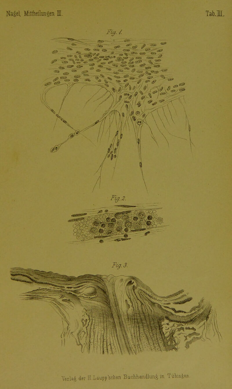 Nagel. Mittheilungen HI. Tab.m.