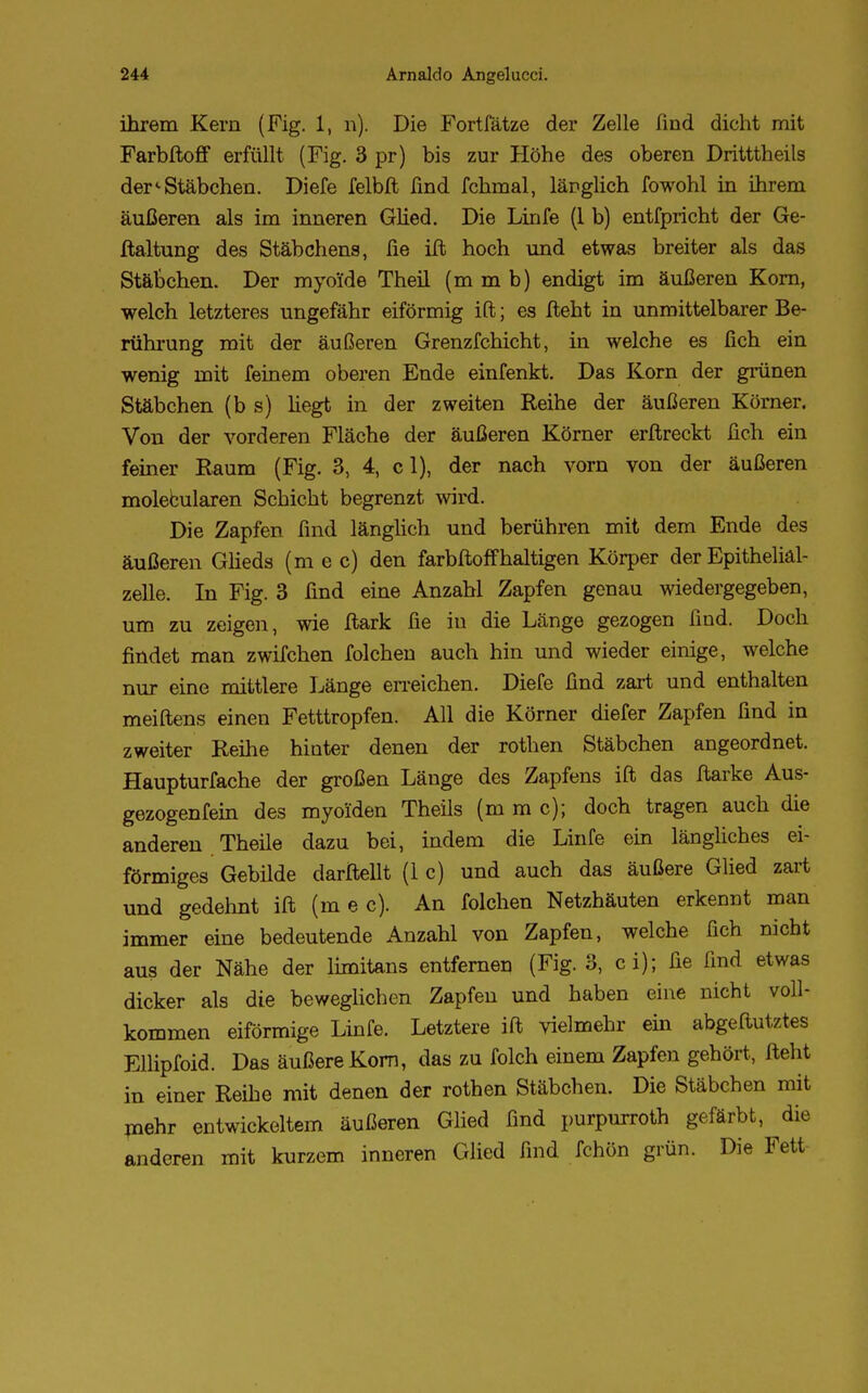 ihrem Kern (Fig. 1, n). Die Fortfätze der Zelle find dicht mit Farbftoff erfüllt (Fig. 3 pr) bis zur Höhe des oberen Dritttheils der« Stäbchen. Diefe felbft find fchmal, lär>glich fowohl in ihrem äußeren als im inneren Glied. Die Linie (1 b) entfpricht der Ge- staltung des Stäbchens, fie ift hoch und etwas breiter als das Stäbchen. Der myoide Theil (m m b) endigt im äußeren Korn, welch letzteres ungefähr eiförmig ift; es fteht in unmittelbarer Be- rührung mit der äußeren Grenzfchicht, in welche es fich ein wenig mit feinem oberen Ende einfenkt. Das Korn der grünen Stäbchen (b s) hegt in der zweiten Reihe der äußeren Körner. Von der vorderen Fläche der äußeren Körner erftreckt fich ein feiner Raum (Fig. 3, 4, c 1), der nach vorn von der äußeren molecularen Schicht begrenzt wird. Die Zapfen find länglich und berühren mit dem Ende des äußeren Glieds (m e c) den farbftoff haltigen Körper der Epitheliäl- zelle. In Fig. 3 find eine Anzahl Zapfen genau wiedergegeben, um zu zeigen, wie Jftark fie in die Länge gezogen find. Doch findet man zwifchen folchen auch hin und wieder einige, welche nur eine mittlere Länge erreichen. Diefe find zart und enthalten meiftens einen Fetttropfen. All die Körner diefer Zapfen find in zweiter Reihe hinter denen der rothen Stäbchen angeordnet. Haupturfache der großen Länge des Zapfens ift das ftarke Aus- gezogenfein des myoiden Theils (m m c); doch tragen auch die anderen Theile dazu bei, indem die Linfe ein längliches ei- förmiges Gebilde darftellt (1 c) und auch das äußere Glied zart und gedehnt ift (m e c). An folchen Netzhäuten erkennt man immer eine bedeutende Anzahl von Zapfen, welche fich nicht aus der Nähe der limitans entfernen (Fig. 3, ci); fie find etwas dicker als die beweglichen Zapfen und haben eine nicht voll- kommen eiförmige Linfe. Letztere ift vielmehr ein abgeftutztes Ellipfoid. Das äußere Korn, das zu folch einem Zapfen gehört, fteht in einer Reihe mit denen der rothen Stäbchen. Die Stäbchen mit rnehr entwickeltem äußeren Glied find purpurroth gefärbt, die anderen mit kurzem inneren Glied find fchön grün. Die Fett