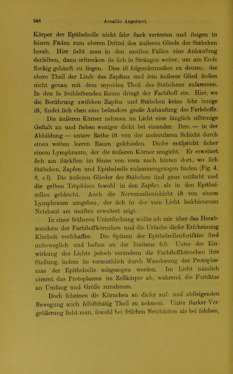 Körper der Epithelzelle nicht fehr ftark vertreten und fteigen in feinen Fäden zum oberen Drittel des äußeren Glieds der Stäbchen herab. Hier üeht man in den meiften Fällen eine Anhäufung derfelben, dann erftrecken fie lieh in Strängen weiter, um am Ende flockig gehäuft zu liegen. Dies ift folgendermaßen zu deuten: der obere Theil der Linfe des Zapfens und fein äußeres Glied ftoßen nicht genau mit dem myoiden Theil des Stäbchens zufammen. In den fo freibleibenden Raum dringt der Farbltoff ein. Hier, wo die Berührung zwifchen Zapfen und Stäbchen keine fehr innige ift, findet fich eben eine befonders große Anhäufung des Farbftoffs. Die äußeren Körner nehmen im Licht eine länglich eiförmige Geftalt an und ftehen weniger dicht bei einander. Ihre. — in der Abbildung — untere Reihe ift von der molecularen Schicht durch einen weiten leeren Raum gefchieden. Diefer entfpricht ficher einem Lymphraum, der die äußeren Körner umgiebt. Er erweitert fich am ftärkften im Sinne von vorn nach hinten dort, wo fich Stäbchen, Zapfen und Epithelzelle znfammengezogen finden (Fig. 4, 8, c 1). Die äußeren Glieder der Stäbchen find ganz entfärbt uud die gelben Tröpfchen fowohl in den Zapfen als in den Epithel- zellen gebleicht. Auch die Nervenzellenfchicht ift von einem Lymphraum umgeben, der fich in der vom Licht befchienenen Netzhaut am meiften erweitert zeigt. In einer früheren Unterfuchung wollte ich mir über das Herab- wandern der Farbftoffkörnehen und die Urfache diefer Erfcheinung Klarheit verfchaffen. Die Spitzen der Epithelzellenfortfätze find unbeweglich und haften an der limitans fefi Unter der Ein- wirkung des Lichts jedoch verändern die Farbftoffkörnehen ihre Stellung, indem fie vermuthlich durch Wanderung des Protoplas- mas der Epithelzelle mitgezogen werden. Im Licht nämlich nimmt das Protoplasma im Zellkörper ab, während die Fortfätze an Umfang und Größe zunehmen. Doch fcheinen die Körnchen an diefer auf- und abfteigenden Bewegung auch felbftthätig Theil zu nehmen. Unter ftarker Ver- größerung fieht man, fowohl bei frifeben Netzhäuten als bei folchen,
