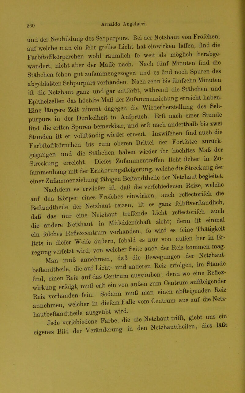 und der Neubildung des Sehpurpurs. Bei der Netzhaut von Fröfchen, auf welche man ein fehr grelles Licht hat einwirken laffen, find die Farbftoffkörperchen wohl räumlich fo weit als möglich herabge- wandert, nicht aber der Mafle nach. Nach fünf Minuten find die Stäbchen fchon gut zufammengezogen und es find noch Spuren des abgeblaßten Sehpurpurs vorhanden. Nach zehn bis fünfzehn Minuten ift die Netzhaut ganz und gar entfärbt, während die Stäbchen und Epithelzellen das höchfle Maß der Zufammenziehung erreicht haben. Eine längere Zeit nimmt dagegen die Wiederherstellung des Seh- purpurs in der Dunkelheit in Anfpruch. Erft nach einer Stunde find die erften Spuren bemerkbar, und erft nach anderthalb bis zwei Stunden ift er vollftändig wieder erneut. Inzwifchen find auch die Farbftoffkörnchen bis zum oberen Drittel der Fortfätze zurück- gegangen und die Stäbchen haben wieder ihr höchftes Maß der Streckung erreicht. Diefes Zufammentreffen fteht ficher in Zu- fammenhang mit der Ernährungsfteigerung, welche die Streckung der einer Zufammenziehung fähigen Beftandtheile der Netzhaut begleitet. Nachdem es erwiefen ift, daß die vermiedenen Reize, welche auf den Körper eines Frofches einwirken, auch reflectonfch die Beftandtheile der Netzhaut reizen, ift es ganz felbftverftändhch, daß das nur eine Netzhaut treffende Licht reflectonfch auch die andere Netzhaut in Mitleidenfchaft zieht; denn ift emrna ein folches Reflexcentrum vorhanden, fo wird es ferne fhatigkeit ftets in diefer Weife äußern, fobald es nur von außen her in Er- regung verfetzt wird, von welcher Seite auch der Reiz kommen mag. Man muß annehmen, daß die Bewegungen der Netzhaut- beftandtheile, die auf Licht- und anderen Reiz erfolgen, un Stande ßnd einen Reiz auf das Centrum auszuüben; denn wo eine Reflex « erfolgt, muß erft ein von außen zum Centrum aufzeigender vorhanden fem. Sodann muß man einen abfteigenden Reiz anTehmen, welcher in diefem Falle vom Centrum aus aut dieNetz- hautbeftandtheile ausgeübt wird. Jede verfchiedene Farbe, die ^X^^«**™™ eigenes Bild der Veränderung in den Netzhauttheilen, dies läßt