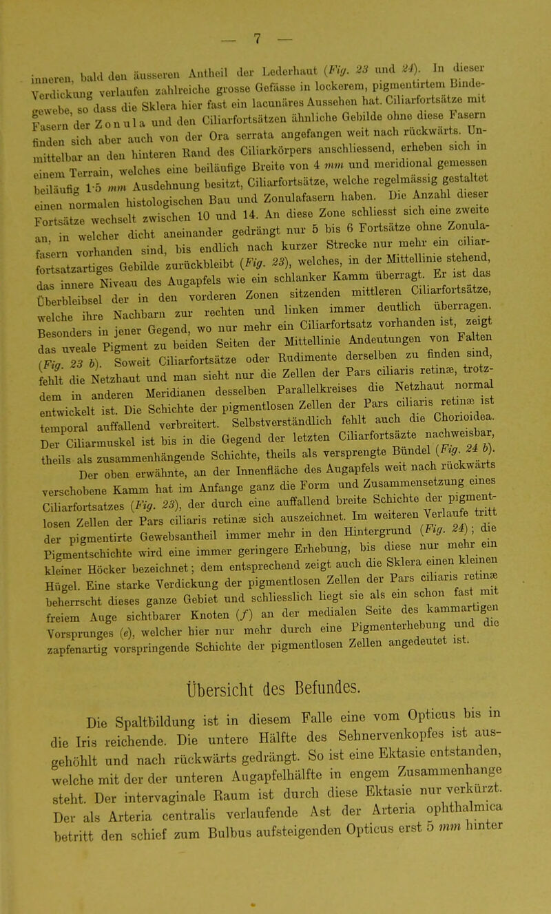 inneren, bald den äusseren Antheil der Lederhaut (Fig. 23 und &> Ve d.ckung verlaufen zahlreiche grosse Gefässe in lockerem plgment,rtem Bu.de- lel^e so dass die Sklera hier fast ein lacunäres Aussehen hat. Cjharfortsatze nut |^e n der Zonula und den Ciliarfortsätzen ähnliche Gehdde ohne diese Fasern finden sich aher auch von der Ora serrata angefangen weit nach rückwärts Un- Sb«an den hinteren Rand des Ciliarkörpers anschliessend erheben 81ch in SZttafe, welche, eine beiläufige Breite von 4 mm und meridional gemessen b n'fig 15 mm Ausdehnung besitzt, Ciliarfortsätze, welche regelmass.g gestaltet emen normalen hi.tologi.chen Bau und Zonulafasern haben Die Anzahl dieser ^.ätze wechselt zwischen 10 und 14. An diese Zone schliesst sich eine zweite T n wekher dicht aneinander gedrängt nur 5 bis 6 Fortsätze ohne Zonula- ; , vorhanden sind, bis endlich nach kurzer Strecke nur mehr ein cdu» Uckbleibt (Fig. 23), welches, in der Mittellinie stehend iTZZe Niveau des Augapfels wie ein schlanker Kamm überragt. Er *t das S ei d in den vorderen Zonen sitzenden mittleren Ciliarfortsätze, v i Nachbarn zur rechten und linken immer deutlich überrage. Besonders in jener Gegend, wo nur mehr ein Ciliarfortsatz vorhanden ist, zeigt L uveale Pigment zu beiden Seiten der Mittellinie Andeutungen von Falten TfI 23 b) loweit Ciliarfortsätze oder Rudimente derselben zu finden sind, fehlt' die Netzhaut und man sieht nur die Zellen der Pars cdians retin*, trotz- dem Z anderen Meridianen desselben Parallelkreises die Netzhaut norma ihvickelt ist. Die Schichte der pigmentlosen Zellen der Pars f™«*??* Coral auffallend verbreitert. Selbstverständlich fehlt auch die Chonoidea. Dei CiUarmuskel ist bis in die Gegend der letzten CiHarfortsazte theils als zusammenhängende Schichte, theils als versprengte Bündel(Frg.24 b). Der oben erwähnte, an der Innenfläche des Augapfels weit nach rückwärts verschobene Kamm hat im Anfange ganz die Form und Zusammensetzung emes Ciliarfortsatzes (Fig. 23), der durch eine auffallend breite Schichte er p^ losen Zellen der Pars ciliaris retin. sich auszeichnet. Im weitereu Vriaufe ürtt der pigmentirte Gewebsantheil immer mehr m den Hintergrund (F>g. 24) die Pigmentschichte wird eine immer geringere Erhebung, bis diese nur mehr em kleiner Höcker bezeichnet; dem entsprechend zeigt auch die Sklera einen kleonen Hügel. Eine starke Verdickung der pigmentlosen Zellen der Pars ciliaris retnue beherrscht dieses ganze Gebiet und schliesslich liegt sie als ein schon fast mi freiem Auge sichtbarer Knoten (/) an der medialen Seite des kammartigen Vorsprunges (.), welcher hier nur mehr durch eine Pigmenterhebung und die zapfenartig vorspringende Schichte der pigmentlosen Zellen angedeutet ist. Übersicht des Befundes. Die Spaltbildung ist in diesem Falle eine vom Opticus bis in die Iris reichende. Die untere Hälfte des Sehnervenkopfes ist aus- gehöhlt und nach rückwärts gedrängt. So ist eine Ektasie entstanden, welche mit der der unteren Augapfelhälfte in engem Zusammenhange steht. Der intervaginale Raum ist durch diese Ektasie nur verkürzt. Der als Arteria centralis verlaufende Ast der Artena Ophthalmia betritt den schief zum Bulbus aufsteigenden Opticus erst 5 mm hinter