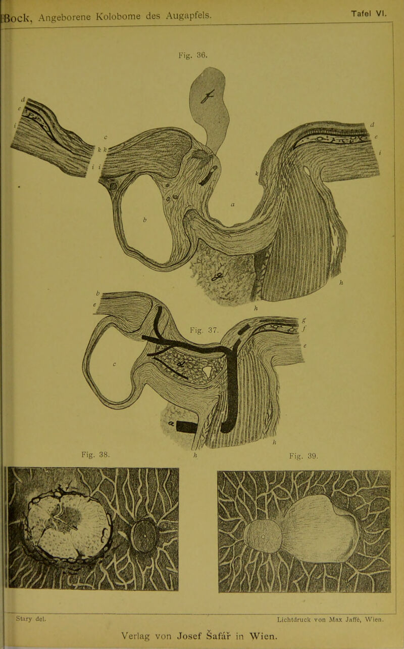 Tafel VI. Fig. 36. Stary dcl. Lichtdruck von Max Jaffa, Wien.