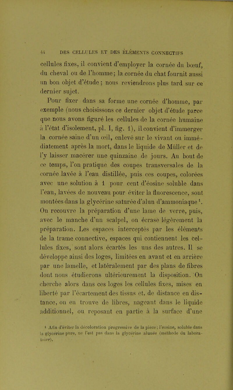 cellules fixes, il convient d'employer la cornée du bœuf, du cheval ou de l'homme ; la cornée du chat fournit aussi un bon objet d'étude ; nous reviendrons plus tard sur ce dernier sujet. Pour fixer dans sa forme une cornée d'homme, par exemple (nous choisissons ce dernier objet d'étude parce que nous avons figuré les cellules de la cornée humaine à l'état d'isolement, pl. 1, fig. 1), il convient d'immerger la cornée saine d'un œil, enlevé sur le vivant ou immé- diatement après la mort, dans le liquide de MûUer et de l'y laisser macérer une quinzaine de jours. Au bout de ce temps, l'on pratique des coupes transversales de la cornée lavée à l'eau distillée, puis ces coupes, colorées avec une solution à 1 pour cent d'éosine soluble dans l'eau, lavées de nouveau pour éviter la fluorescence, sont montées dans la glycérine saturée d'alun d'ammoniaque ^ On recouvre la préparation d'une lame de verre, puis, avec le manche d'un scalpel, on écrase légèrement la préparation. Les espaces interceptés par les éléments de la trame connective, espaces qui contiennent les cel- lules fixes, sont alors écartés les uns des autres. Il se développe ainsi des loges, limitées en avant et en arrière par une lamelle, et latéralement par des plans de fibres dont nous étudierons ultérieurement la disposition. On cherche alors dans ces loges les cellules fixes, mises en liberté par l'écartement des tissus et, de distance en dis- tance, on en trouve de libres, nageant dans le liquide additionnel, ou reposant en partie à la surface d'une 1 Afin d'éviter la décoloration progressive de la pièce ; l'eosine, soluble dans la glycérine pnre, ne l'est pas dans la glycérine alunée (méthode du labora- toire).