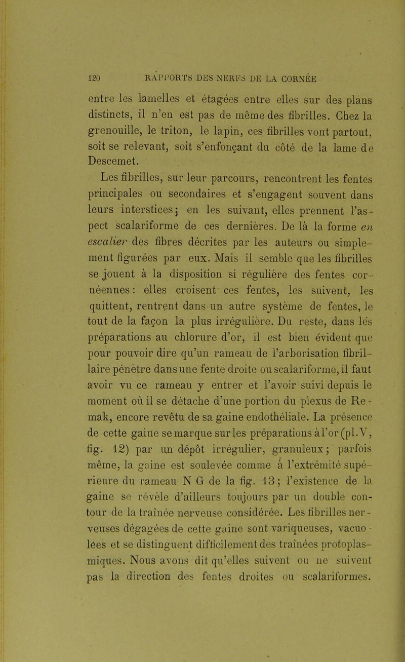 entre les lamelles et étagées entre elles sur des plans distincts, il n'en est pas de même des fibrilles. Chez la grenouille, le triton, le lapin, ces fibrilles vont partout, soit se relevant, soit s'enfonçant du côté de la lame de Descemet. Les fibrilles, sur leur parcours, rencontrent les fentes principales ou secondaires et s'engagent souvent dans leurs interstices 5 en les suivant, elles prennent l'as- pect scalariforme de ces dernières. De là la forme en escalier des fibres décrites par les auteurs ou simple- ment figurées par eux. Mais il semble que les fibrilles se jouent à la disposition si régulière des fentes cor- néennes : elles croisent ces fentes, les suivent, les quittent, rentrent dans un autre système de fentes, le tout de la façon la plus irrégulière. Du reste, dans lès préparations au chlorure d'or, il est bien évident que pour pouvoir dire qu'un rameau de l'arborisation fibril- laire pénètre dans une fente droite ou scalariforme, il faut avoir vu ce rameau y entrer et l'avoir suivi depuis le moment où il se détache d'une portion du plexus de Re - mak, encore revêtu de sa gaine endothéliale. La présence de cette gaine se marque surles préparations àl'or (pl. V, fig. 12) par un dépôt irrégulier, granuleux ; parfois même, la gaine est soulevée comme à l'extrémité supé- rieure du rameau N G de la fig. 13; l'existence de la gaine se révèle d'ailleurs toujours par un double con- tour de la traînée nerveuse considérée. Les fibrilles ner- veuses dégagées de cette gaine sont variqueuses, vacuo - lees et se distinguent difficilement des traînées protoplas- miques. Nous avons dit qu'elles suivent ou ne suivent pas la direction des fentes droites ou scalariformes.