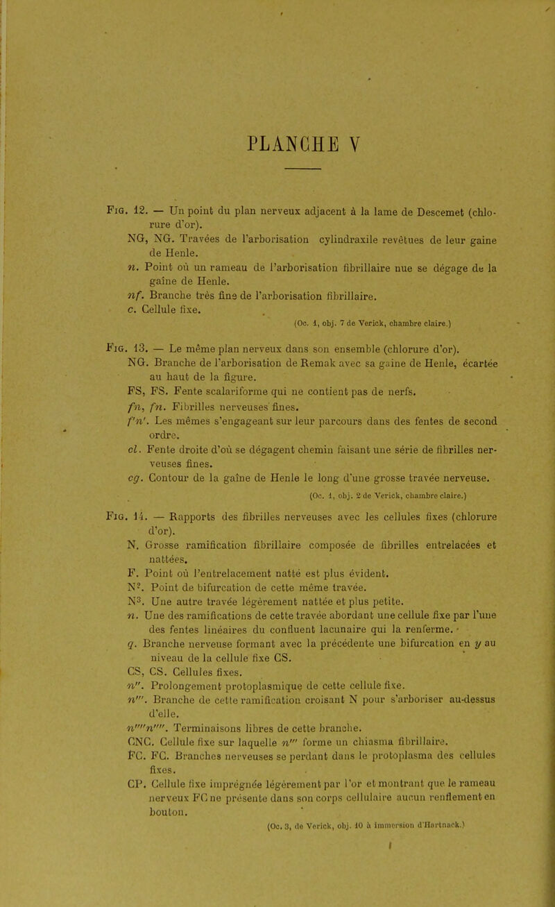 FiG, 12. — Un point du plan nerveux adjacent à la lame de Descemet (chlo- rure d'or). NG, NG. Travées de l'arborisation cylindraxile revêtues de leur gaine de Henle. n. Point où un rameau de l'arborisation fibrillaire nue se dégage de la gaine de Henle. nf. Branche très fins de l'arborisation fibrillaire. c. Cellule lîxe. (Oc. 1, obj. 7 de Verick, chambre claire.) FiG. 13. — Le même plan nerveux dans son ensemble (chlorure d'or). NG. Bi'anche de l'arborisation de Remak avec sa gaine de Henle, écartée au haut de la fig-ure. FS, FS. Fente scalariforme qui ne contient pas de nerfs. fn, fn. Fibrilles nerveuses fines. f'n'. Les mêmes s'eugageant sur leur parcours dans des fentes de second ordre. cl. Fente droite d'où se dégagent chemin faisant une série de fibrilles ner- veuses fines. cg. Contour de la gaîne de Henle le long d'une grosse travée nerveuse. (Go. d, obj. 2 de Verick, chambre claire.) FiG. li. — Rapports des fibrilles nerveuses avec les cellules fixes (chlorure d'or). N. Grosse ramification fibrillaire composée de fibrilles entrelacées et nattées. F. Point où l'entrelacement natté est plus évident. N'. Point de bifurcation de cette même travée. N3. Une autre travée légèrement nattée et plus petite. n. Une des ramifications de cette travée abordant une cellule fixe par l'une des fentes linéaires du confluent lacunaire qui la renferme. • q. Branche nerveuse formant avec la précédente une bifurcation en y au niveau de la cellule fixe CS. es, CS. Cellules fixes. n. Prolongement protoplasmique de cette cellule fixe. n'. Branche de celle ramification croisant N pour s'arboriser au-dessus d'elle. nn. Terminaisons libres de cette brandie. CNC. Cellule fixe sur laquelle n' forme un chiasma fibrillaire. FC. FC. Branches nerveuses se perdant dans le protoplasma des cellules fixes. CP. Cellule fixe imprégnée légèrement par l'or et montrant que le rameau nerveux FCne présente dans son corps cellulaire aucun renflement en bouton. (Oc. 3, do Verick, obj. 10 à immersion d llm-lnack.)