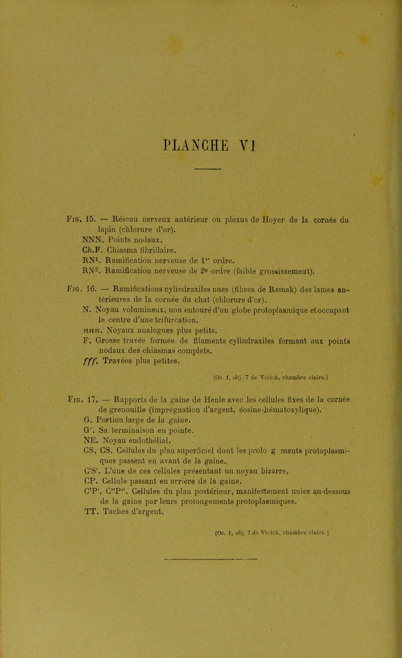 FiG. 15. — Réseau nerveux antérieur ou plexus de Hoyer de la cornée du lapin (chlorure d'or). NNN. Points noJaux. Ch.F. Cliiasma flbrillaire. RN^. Ramification nerveuse de 1 ordre. RN2. Ramification nerveuse de 2 ordre (faible grossissement). FiG. 16. — Ramifications cylindraxiles nues (fibres de Remak) des lames an- térieures de la cornée du chat (chlorure d'or). N. Noyau volumineux, non entouré d'un globe protoplasmique et occupant le centre d'une trifurcation. nnn. Noyaux analogues plus petits. F. Grosse travée Ibi-mée de filaments cylindraxiles formant aux points nodaux des chiasmas complets. fff. Travées plus petites. (Oc. 1, obj. 7 de Vei'ick, cliambre claire.) FiG. 17. — Rapports de la gaine de Henle avec les cellules fixes de la cornée de grenouille (imprégnation d'argent, éosine-Jiématoxylique). G. Portion large de la gaine. G'. Sa terminaison en pointe. NE. Noyau endothélial. es, es. Cellules du plan superficiel dont les prolo g ments protoplasmi- ques passent en avant de la gaine. C'S'. L'une de ces cellules présentant un noyau bizarre. CF. Cellule passant en arrière de la gaine. C'P', CP. Cellules du plan postérieur, manifestement unies au-dessous de la gaine par leurs prolongements protoplasmiques. TT. Taches d'argent.