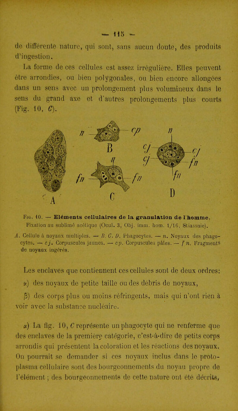 de différente nature, qui sont, sans aucun doute, des produits d'ingestion. La forme de ces cellules est assez irrégulière. Elles peuvent être arrondies, ou bien polygonales, ou bien encore allongées dans un sens avec un prolongement plus volumineux dans le sens du grand axe et d'autres prolongements plus courts (Fig. 10. C). C FiG. (0. — Eléments cellulaires de la granulation de l'homme. Fixation au sublimé acélique (Ocul. 3, Obj. imm. hotn. 1/lG, Stiassaie). A. Cellule à noyaux multiples. — B. C. D, Phagocytos. — n. Noyaux des phago- cytes. — cj. Corpuscules jaunes. — c^j. Corpuscules pâles. — f n. Fragments de noyaux ingérés. Les enclaves que contiennent ces cellules sont de deux ordres: 9.) des noyaux de petite taille ou des débris de noyaux, |S) des corps plus ou moins réfringents, mais qui n'ont rien à voir avec la substance nucléaire. a) La flg. 10, C représente un phagocyte qui ne renferme que des enclaves de la première catégorie, c'est-à-dire de petits corps arrondis qui présentent la coloration et les réactions des noyaux. On pourrait se demander si ces noyaux inclus dans le proto- plasma cellulaire sont des bourgeonnements du noyau propre de l'élément ; des bourgeonnomenle de cette nature ont été décrite,