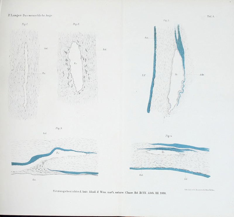 Sitzungsberichte d. kais. Akad. d. Wiss. mit\ naturw. Classe. Bd.XCIX. Abth. III. 1890. Liih.AiiBl.v.Ui.ßanrnvai-ih.meiaTI.Bez.