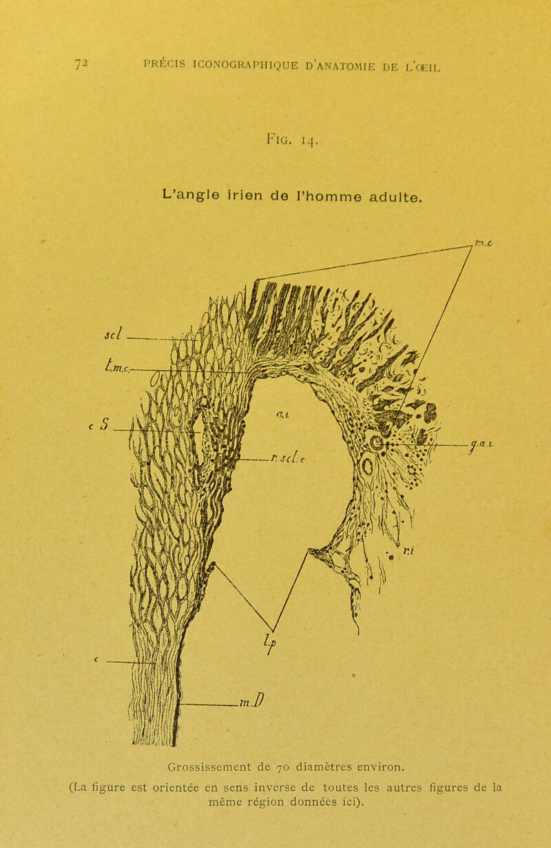 FlG. 1^. L'angle irien de l'homme adulte. Grossissement de 70 diamètres environ. (La figure est orientée en sens inverse de toutes les autres figures de la même région données ici).