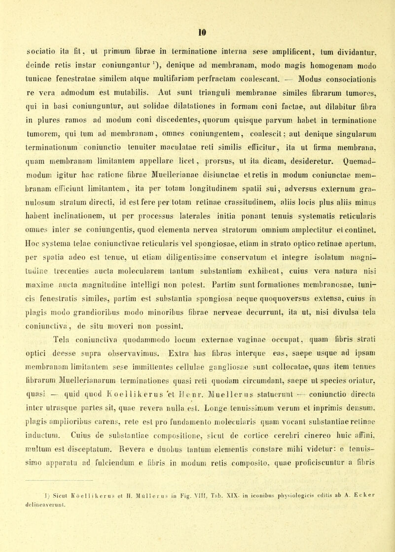 sociatio ita fit, ut primum fibrae in terminatione interna sese amplificent, tum dividantur. deinde retis instar coniungantur l), denique ad membranam, modo magis homogenam modo tunicae fenestratae similem atque multifariam perfractam coalescant. — Modus consociationis re vera admodum est mutabilis. Aut sunt trianguli membranae similes librarum tumores, qui in basi coniungunlur, aut solidae dilatationes in formam coni factae, aut dilabitur fibra in plures ramos ad modum coni discedentes, quorum quisque parvum habet in terminatione tumorem, qui tum ad membranam, omnes coniungentem, coalescit; aut denique singularum terminationum eoniunctio tenuiter maculatae reti similis efficitur, ita ut firma membrana, quam membranam limitantem appellare licet, prorsus, ut ita dicam, desideretur. Quemad- modum igitur hac ratione fibrae Muellerianae disiunctae et retis in modum coniunctae mem- branam elFiciunt limitantem, ita per totam longitudinem spatii sui, adversus externum gra» nulosum Stratum directi, id est fere per totam retinae crassätudinem, aliis locis plus aliis minus habent inclinationem, ut per processus laterales initia ponant tenuis systematis reticularis omnes inier se coniungentis, quod elementa nervea stratormn omnium ampleclitur et continet. Hoc systema telae coniunctivae reticularis vel spongiosae, eliam in Strato optico retinae apertum, per spalia adeo est tenue, ut etiam diligentissime conservatum et integre isolatum magni- t ü ii ine trecenties aucta molecularem tan tum substaniiam exhibeat, cuius vera natura nisi maxime aucta magnitudine intelligi non potest. Partim sunt formationes membranosae, tuni- cis fenestratis similes, partim est substantia spongiosa aeque quoquoversus extensa, cuius in plagis modo grandioribus modo minoribus fibrae nerveae decurrunt, ita ut, nisi divulsa tela coniunctiva, de situ moveri non possint. Tela coniunctiva quodammodo iocum externae vaginae occupat, quam fibris strati optici deesse supra observavimus. Extra has fibras interque eas, saepe usque ad ipsam membranam limitantem sese inimittentes cellulae gangliosae sunt collocatae, quas item tenues librarum Muellerianarum terminationes quasi reti quodam circumdant, saepe ut species oriatur, quasi — quid quod Koellikerus et Henr. Muellerus statuerunt •—eoniunctio directa inter utrasque partes sit, quae revera nulla est. Longe tenuissimum verum et inprimis densum, plagis amplioribus carens, rete est pro fundamento molecularis quam vocant substantiae retinae induetum. Cuius de substantiae compositione, sicut de cortice cerebri cinereo huic affinu multum est diseeptatum. Revera e duobus tantum elemenlis constare mihi videtur: e tenuis- simo apparatu ad fulciendum e fibris in modum retis composilo. quae proliciscuntur a fibris J) Sicut Koellikerus et H. Müller us in Fig. VIII, Tab. XIX. in iconibus physiologicis editis ab A. Ecker deliueaverunt.