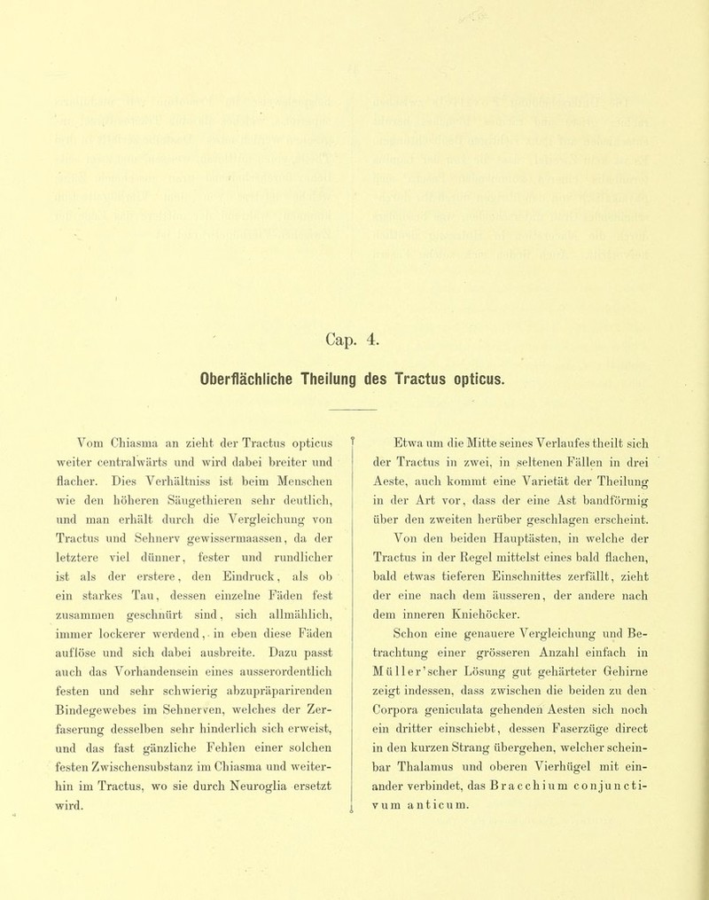 I Cap. 4. Oberflächliche Theilung des Tractus opticus. Vom Chiasma an zieht der Tractus opticus weiter centralwärts und wird dabei breiter und flacber. Dies Verhältniss ist beim Menschen wie den höheren Säugethieren sehr deutlich, und man erhält durch die Vergleichung von Tractus und Sehnerv gewissermaassen, da der letztere viel dünner, fester und rundlicher ist als der erstere, den Eindruck, als ob ein starkes Tau, dessen einzelne Fäden fest zusammen geschnürt sind, sich allmählich, immer lockerer werdend, - in eben diese Fäden auflöse und sich dabei ausbreite. Dazu passt auch das Vorhandensein eines ausserordentlich festen und sehr schwierig abzupräparirenden Bindegewebes im Sehnerven, welches der Zer- faserung desselben sehr hinderlich sich erweist, und das fast gänzliche Fehlen einer solchen festen Zwischensubstanz im Chiasma und weiter- hin im Tractus, wo sie durch Neuroglia ersetzt wird. Etwa um die Mitte seines Verlaufes theilt sich der Tractus in zwei, in seltenen Fällen in drei Aeste, auch kommt eine Varietät der Theilung in der Art vor, dass der eine Ast bandförmig über den zweiten herüber geschlagen erscheint. Von den beiden Hauptästen, in welche der Tractus in der Regel mittelst eines bald flachen, bald etwas tieferen Einschnittes zerfällt, zieht der eine nach dem äusseren, der andere nach dem inneren Kniehöcker. Schon eine genauere Vergleichung und Be- trachtung einer grösseren Anzahl einfach in Müll er'scher Lösung gut gehärteter Gehirne zeigt indessen, dass zwischen die beiden zu den Corpora geniculata gehenden Aesten sich noch ein dritter einschiebt, dessen Faserzüge direct in den kurzen Strang übergehen, welcher schein- bar Thalamus und oberen Vierhügel mit ein- ander verbindet, das Bracchium conjuncti- vum anticum.