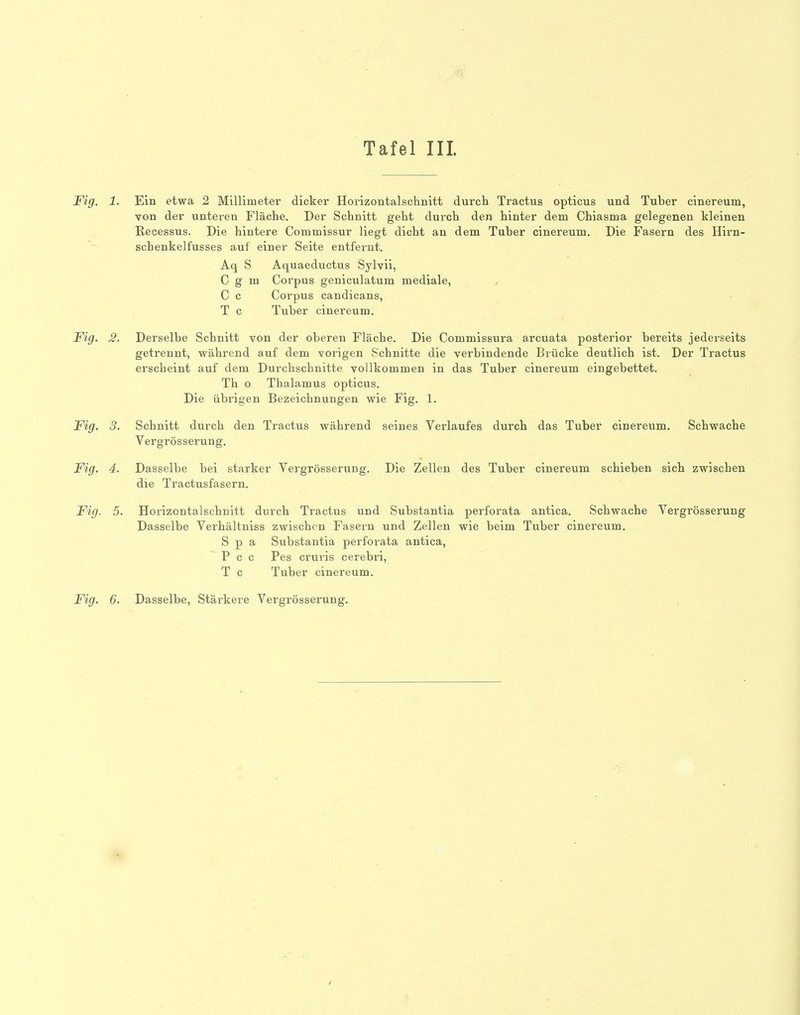 Fig. 1. Ein etwa 2 Millimeter dicker Horizontalschnitt durch Tractus opticus und Tuber cinereum, Ton der unteren Fläche. Der Schnitt geht durch den hinter dem Chiasma gelegenen kleinen Recessus. Die hintere Commissur liegt dicht an dem Tuber cinereum. Die Fasern des Hirn- schenkelfusses auf einer Seite entfernt. Aq S Aquaeductus Sylvii, 0 g m Corpus geniculatum mediale, C c Corpus candicans, T c Tuber cinereum. Fig. 2. Derselbe Schnitt von der oberen Fläche. Die Commissura arcuata posterior bereits jederseits getrennt, während auf dem vorigen Schnitte die verbindende Brücke deutlich ist. Der Tractus erscheint auf dem Durchschnitte vollkommen in das Tuber cinereum eingebettet. Th o Thalamus opticus. Die übrigen Bezeichnungen wie Fig. 1. Fig. 3. Schnitt durch den Tractus während seines Verlaufes durch das Tuber cinereum. Schwache Vergrösserung. Fig. 4. Dasselbe bei starker Vergrösserung. Die Zellen des Tuber cinereum schieben sich zwischen die Tractusfasern. Fig. 5. Horizontal schnitt durch Tractus und Substantia perforata antica. Schwache Vergrösserung Dasselbe Verhältniss zwischen Fasern und Zellen wie beim Tuber cinereum. S p a Substantia perforata antica, P c c Pes cruris cerebri, T c Tuber cinereum.