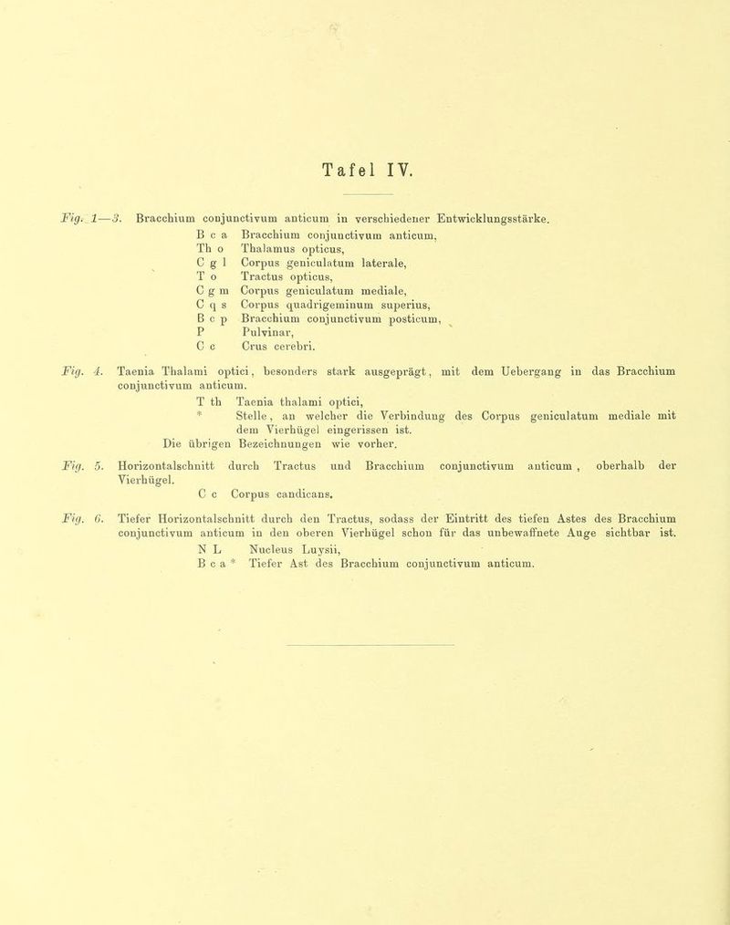 Figi 1—3. Bracchium conjunctivuin anticum in verschiedener Entwicklungsstärke. B c a Bracchium conjunctivum anticum, Th o Thalamus opticus, Cgi Corpus geniculatum laterale, T 0 Tractus opticus, C g m Corpus geniculatum mediale, C q s Corpus quadrigeminum superius, B c p Bracchium conjunctivum posticum, P Pulvinar, C c Crus cerebri. Fig. 4. Taenia Thalami optici, besonders stark ausgeprägt, mit dem Uebergang in das Bracchium conjunctivum anticum. T th Taenia thalami optici, * Stelle, an welcher die Verbindung des Corpus geniculatum mediale mit dem Vierhügel eingerissen ist. Die übrigen Bezeichnungen wie vorher. Fig. 5. Horizontalschnitt durch Tractus und Bracchium conjunctivum anticum , oberhalb der Vierhügel. C c Corpus candicans. Fig. 6. Tiefer Horizontalschnitt durch den Tractus, sodass der Eintritt des tiefen Astes des Bracchium conjunctivum anticum in den oberen Vierhügel schon für das unbewaffnete Auge sichtbar ist. N L Nucleus Luysii, B c a * Tiefer Ast des Bracchium conjunctivum anticum.