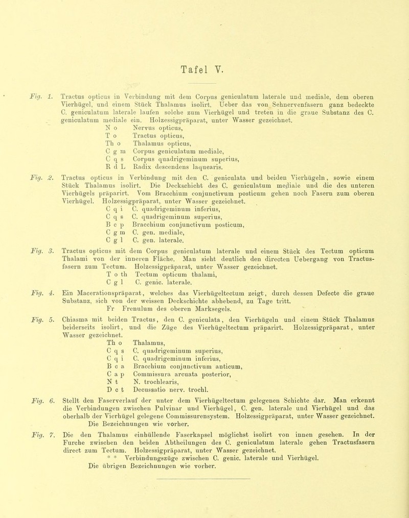 Fig. 1. Tractus opticus in Verbindung mit dem Corpus geniculatum laterale und mediale, dem oberen Vierhügel, und einem Stück Thalamus isolirt. Ueber das von Sehnervenfasern ganz bedeckte C. geniculatum laterale laufen solche zum Vierhügel und treten in die graue Substanz des C. geniculatum mediale ein. Holzessigpräparat, unter Wasser gezeichnet. N o Nervus opticus, T 0 Tractus opticus, Th 0 Thalamus opticus, C g m Corpus geniculatum mediale, C q s Corpus quadrigeminum superius, R d L Radix descendens laquearis. Fig. 2. Tractus opticus in Verbindung mit den C. geniculata und beiden Vierhügeln, sowie einem Stück Thalamus isolirt. Die Deckschicht des C. geniculatum mediale und die des unteren Vierhügels präparirt. Vom Bracchium conjunctivum posticum gehen noch Fasern zum oberen Vierhügel. Holzessigpräparat, unter Wasser gezeichnet. C q i C. quadrigeminum inferius, C q s C. quadrigeminum superius, B c p Bracchium conjunctivum posticum, C g m C. gen. mediale, Cgi C. gen. laterale. Fig. 3. Tractus opticus mit dem Corpus geniculatum laterale und einem Stück des Tectum opticum Thalami von der inneren Fläche. Man sieht deutlich den directen Uebergang von Tractus- fasern zum Tectum. Holzessigpräparat, unter Wasser gezeichnet. T 0 th Tectum opticum thalami, Cgi C. genic. laterale. Fig. 4. Ein Macerationspräparat, welches das Vierhügeltectum zeigt , durch dessen Defecte die graue Substanz, sich von der weissen Deckschichte abhebend, zu Tage tritt. Fr Frenulum des oberen Marksegels. Fig. 5. Chiasma mit beiden Tractus, den C. geniculata, den Vierhügeln und einem Stück Thalamus beiderseits isolirt, und die Züge des Vierhügeltectum präparirt. Holzessigpräparat, unter Wasser gezeichnet. Th o Thalamus, C q s C. quadrigeminum superius, C q i C. quadrigeminum inferius, B c a Bracchium conjunctivum anticum, C a p Commissura arcuata posterior, N t N. trochlearis, D c t Decussatio nerv, trochl. Fig. 6. Stellt den Faserverlauf der unter dem Vierhügeltectum gelegenen Schichte dar. Man erkennt die Verbindungen zwischen Pulviuar und Vierhügel, C. gen. laterale und Vierhügel und das oberhalb der Vierhügel gelegene Commissurensystem. Holzessigpräparat, unter Wasser gezeichnet. Die Bezeichnungen wie vorher. Fig. 7. Die den Thalamus einhüllende Faserkapsel möglichst isolirt von innen gesehen. In der Furche zwischen den beiden Abtheilungen des C. geniculatum laterale gehen Tractusfasern direct zum Tectum. Holzessigpräparat, unter Wasser gezeichnet. * * Verbindungszüge zwischen C. genic. laterale und Vierhügel. Die übrigen Bezeichnungen wie vorher.