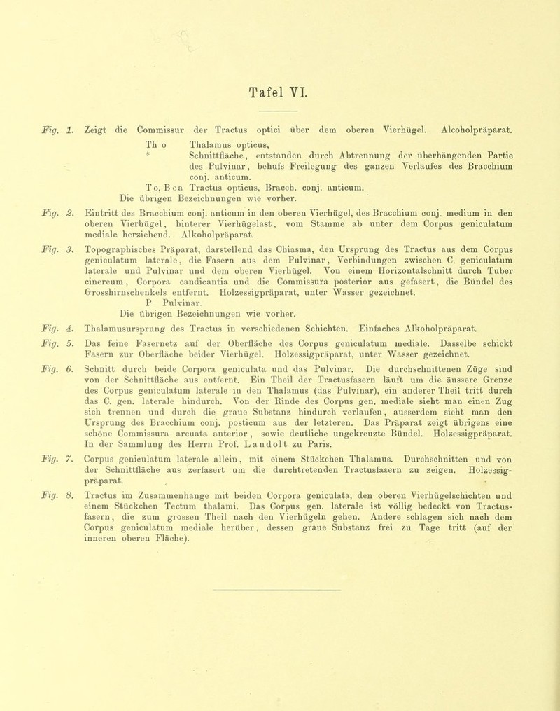 Fig. 1. Zeigt die Commissur der Tractus optici über dem oberen Vierhügel. Alcoholpräparat. Th o Thalamus opticus, * Schnittfläche, entstanden durch Abtrennung der überhängenden Partie des Pulvinar, behufs Freilegung des ganzen Verlaufes des Bracchium conj. anticum. To, Bca Tractus opticus, Bracch. conj. anticum. Die übrigen Bezeichnungen wie vorher. Fig. 2. Eintritt des Bracchium conj. anticum in den oberen Vierhügel, des Bracchium conj. medium in den oberen Vierhügel, hinterer Vierhügelast, vom Stamme ab unter dem Corpus geniculatum mediale herziehend. Alkoholpräparat. Fig. 3. Topographisches Präparat, darstellend das Chiasma, den Ursprung des Tractus aus dem Corpus geniculatum laterale, die Fasern aus dem Pulvinar, Verbindungen zwischen C. geniculatum laterale und Pulvinar und dem oberen Vierhügel. Von einem Horizontalschnitt durch Tuber cinereum, Corpora candicantia und die Commissura posterior aus gefasert, die Bündel des Grosshirnschenkels entfernt. Holzessigpräparat, unter Wasser gezeichnet. P Pulvinar. Die übrigen Bezeichnungen wie vorher. Fig. 4. Thalamusursprung des Tractus in verschiedenen Schichten. Einfaches Alkoholpräparat. Fig. 5. Das feine Fasernetz auf der Oberfläche des Corpus geniculatum mediale. Dasselbe schickt Fasern zur Oberfläche beider Vierhügel. Holzessigpräparat, unter Wasser gezeichnet. Fig. 6. Schnitt durch beide Corpora geniculata und das Pulvinar. Die durchschnittenen Züge sind von der Schnittfläche aus entfernt. Ein Theil der Tractusfasern läuft um die äussere Grenze des Corpus geniculatum laterale in den Thalamus (das Pulvinar), ein anderer Theil tritt durch das C. gen. laterale hindurch. Von der Rinde des Corpus gen. mediale sieht man einen Zug sich trennen und durch die graue Substanz hindurch verlaufen, ausserdem sieht man den Ursprung des Bracchium conj. posticum aus der letzteren. Das Präparat zeigt übrigens eine schöne Commissura arcuata anterior, sowie deutliche ungekreuzte Bündel. Holzessigpräparat. In der Sammlung des Herrn Prof. Landolt zu Paris. Fig. 7. Corpus geniculatum laterale allein, mit einem Stückchen Thalamus. Durchschnitten und von der Schnittfläche aus zerfasert um die durchtretenden Tractusfasern zu zeigen. Holzessig- präparat. Fig. 8. Tractus im Zusammenhange mit beiden Corpora geniculata, den oberen Vierhügelschichten und einem Stückchen Tectum thalami. Das Corpus gen. laterale ist völlig bedeckt von Tractus- fasern, die zum grossen Theil nach den Vierhügeln gehen. Andere schlagen sich nach dem Corpus geniculatum mediale herüber, dessen graue Substanz frei zu Tage tritt (auf der inneren oberen Fläche).