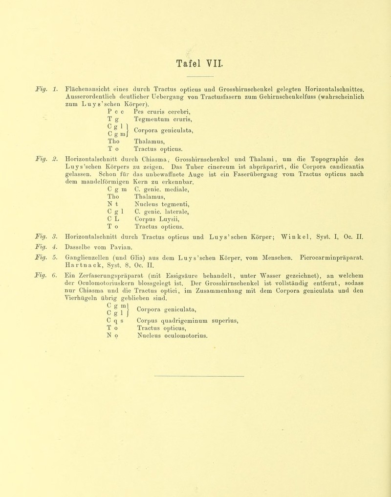 Fig. 1. Flächenansicht eines durch Tractus opticus und Grosshirnschenkel gelegten Horizontalschnittes. Ausserordentlich deutlicher Uebergang von Tractusfasern zum Gehirnschenkelfuss (wahrscheinlich zum Luys'sehen Körper). P c c Pes cruris cerebri, Tg Tegmentum cruris, C g m} ^*^'^P°^^ geniculata, Tho Thalamus, T o Tractus opticus. Fig. 2. Horizontalschnitt durch Chiasma, Grosshirnschenkel und Thalami, um die Topographie des Luys'sehen Körpers zu zeigen. Das Tuber cinereum ist abpräparirt, die Corpora candicantia gelassen. Schon für das unbewaffnete Auge ist ein Faserübergang vom Tractus opticus nach dem mandelförmigen Kern zu erkennbar. C g m C. genic. mediale, Tho Thalamus, N t Nucleus tegmenti, Cgi C. genic. laterale, C L Corpus Luysii, T o Tractus opticus. Fig. 3. Horizontalschnitt durch Tractus opticus und Luys'sehen Körper; Winkel, Syst. I, Oc. 11. Fig. 4. Dasselbe vom Pavian. Fig. 5. Ganglienzellen (und Glia) aus dem Luys'sehen Körper, vom Menschen. Picrocarminpräparat. Hartnack, Syst. 8, Oc. IL Fig. 6. Ein Zerfaserungspräparat (mit Essigsäure behandelt, unter Wasser gezeichnet), an welchem der Oculomotoriuskern blossgelegt ist. Der Grosshirnschenkel ist vollständig entfernt, sodass nur Chiasma und die Tractus optici, im Zusammenhang mit dem Corpora geniculata und den Vierhügeln übrig geblieben sind. C g ^o^V^^^ geniculata, C q s Corpus quadrigeminum superius, T o Tractus opticus, N o Nucleus oculomotorius.