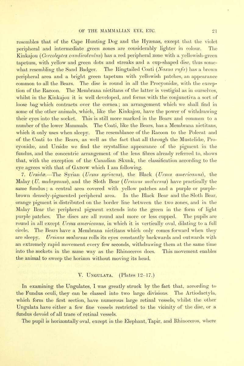 resembles that of the Cape Hunting Dog and the Hya3nas, except that the violet peripheral and intermediate green zones are considerably lighter in colour. The Kinkajou (Cercoleptes caudivolvulus) has a red peripheral zone with a yellowish-green tapetum, with yellow and green dots and streaks and a cup-shaped disc, thus some- what resembling the Sand Badger. The Ringtailed Coati (Nasua rufa) has a brown peripheral area and a bright green tapetum with yellowish patches, an appearance common to all the Bears. The disc is round in all the Procyonidse, with the excep- tion of the Racoon. The Membrana nictitans of the latter is vestigial as in ourselves, whilst in the Kinkajou it is well developed, and forms with the conjunctiva a sort of loose bag which contracts over the cornea; an arrangement which we shall find in some of the other animals, which, like the Kinkajou, have the power of withdrawing their eyes into the socket. This is still more marked in the Bears and common to a number of the lower Mammals. The Coati, like the Bears, has a Membrana nictitans, which it only uses when sleepy. The resemblance of the Racoon to the Polecat and of the Coati to the Bears, as well as the fact that all through the Mustelidse, Pro- cyonidse, and Ursidre we find the crystalline appearance of the pigment in the fundus, and the concentric arrangement of the lens fibres already referred to, shows that, with the exception of the Canadian Skunk, the classification according to the eye agrees with that of Gadow which I am following. 7. Ursidce.—The Syrian (Ursus syriacus), the Black (Ursus americanus), the Malay (U. ma lay anus), and the Sloth Bear (Ursmus malursus) have practically the same fundus; a central area covered with yellow patches and a purple or purple- brown densely-pigmented peripheral area. In the Black Bear and the Sloth Bear, orange pigment is distributed on the border line between the two zones, and in the Malay Bear the peripheral pigment extends into the green in the form of light purple patches. The discs are all round and more or less cupped. The pupils are round in all except Ursus americanus, in which it is vertically oval, dilating to a full circle. The Bears have a Membrana nictitans which only comes forward when they are sleepy. Ursinus malursus rolls its eyes constantly backwards and outwards with an extremely rapid movement every few seconds, withdrawing them at the same time into the sockets in the same way as the Rhinoceros does. This movement enables the animal to sweep the horizon without moving its head. V. Ungulata. (Plates 12-17.) In examining the Ungulates, I was greatly struck by the fact that, according to the Fundus oculi, they can be classed into two large divisions. The Artiodactyla, which form the first section, have numerous large retinal vessels, whilst the other Ungulata have either a few fine vessels restricted to the vicinity of the disc, or a fundus devoid of all trace of retinal vessels. The pupil is horizontally oval, except in the Elephant, Tapir, and Rhinoceros, where