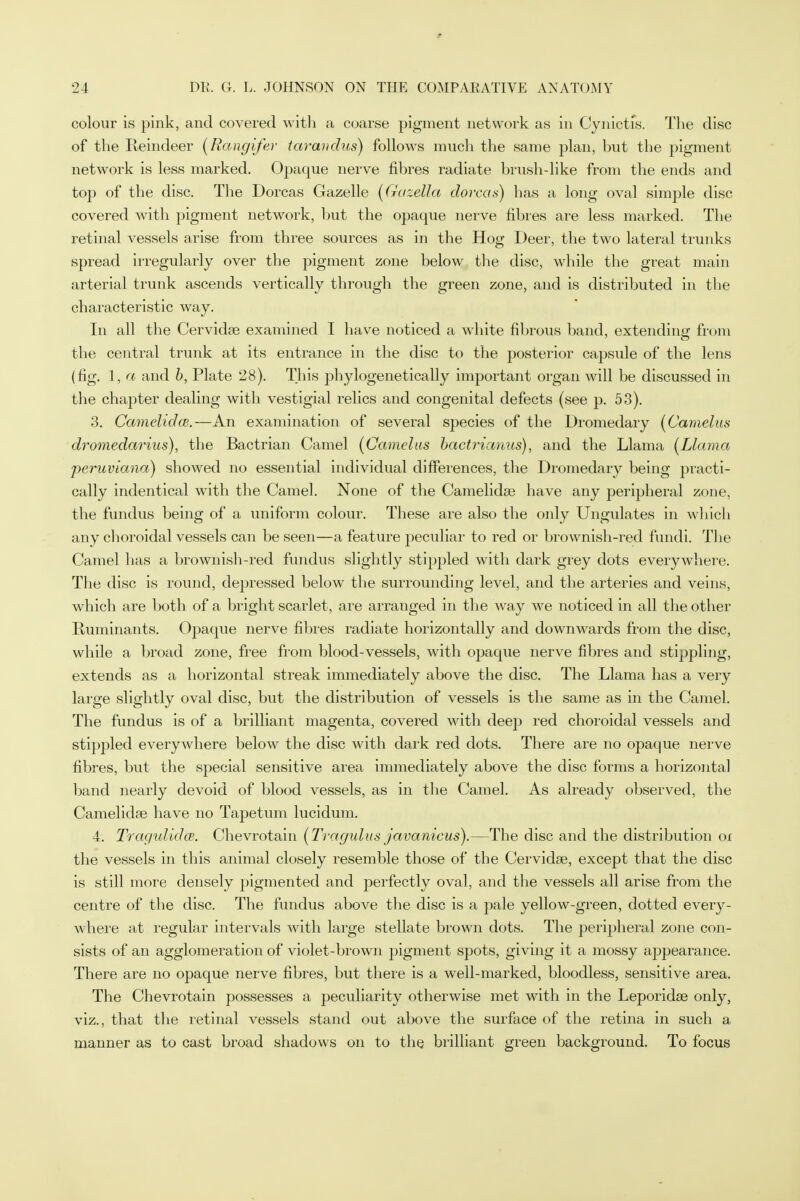 colour is pink, and covered with a coarse pigment network as in Cynictik The disc of the Reindeer (Rangifer tarandus) follows much the same plan, but the pigment network is less marked. Opaque nerve fibres radiate brush-like from the ends and top of the disc. The Dorcas Gazelle (Gazetta dorcas) has a long oval simple disc covered with pigment network, but the opaque nerve fibres are less marked. The retinal vessels arise from three sources as in the Hog Deer, the two lateral trunks spread irregularly over the pigment zone below the disc, while the great main arterial trunk ascends vertically through the green zone, and is distributed in the characteristic way. In all the Cervidae examined I have noticed a white fibrous band, extending from the central trunk at its entrance in the disc to the posterior capsule of the lens (fig. 1, a and b, Plate 28). This phylogenetically important organ will be discussed in the chapter dealing with vestigial relics and congenital defects (see p. 53). 3. Cameliche.—An examination of several species of the Dromedary (Camelus dromedarius), the Bactrian Camel (Camelus bactricmus), and the Llama [Llama peruviana) showed no essential individual differences, the Dromedary being practi- cally indentical with the Camel. None of the Camelidse have any peripheral zone, the fundus being of a uniform colour. These are also the only Ungulates in which any choroidal vessels can be seen—a feature peculiar to red or brownish-red fundi. The Camel has a brownish-red fundus slightly stippled with dark grey dots everywhere. The disc is round, depressed below the surrounding level, and the arteries and veins, which are both of a bright scarlet, are arranged in the way we noticed in all the other Ruminants. Opaque nerve fibres radiate horizontally and downwards from the disc, while a broad zone, free from blood-vessels, with opaque nerve fibres and stippling, extends as a horizontal streak immediately above the disc. The Llama has a very large slightly oval disc, but the distribution of vessels is the same as in the Camel. The fundus is of a brilliant magenta, covered with deep red choroidal vessels and stippled everywhere below the disc with dark red dots. There are no opaque nerve fibres, but the special sensitive area immediately above the disc forms a horizontal band nearly devoid of blood vessels, as in the Camel. As already observed, the Camelidse have no Tapetum lucidum. 4. Tragulidce. Chevrotain (Tragulus javanicus).—The disc and the distribution or the vessels in this animal closely resemble those of the Cervidse, except that the disc is still more densely pigmented and perfectly oval, and the vessels all arise from the centre of the disc. The fundus above the disc is a pale yellow-green, dotted every- where at regular intervals with large stellate brown dots. The peripheral zone con- sists of an agglomeration of violet-brown pigment spots, giving it a mossy appearance. There are no opaque nerve fibres, but there is a well-marked, bloodless, sensitive area. The Chevrotain possesses a peculiarity otherwise met with in the Leporidae only, viz., that the retinal vessels stand out above the surface of the retina in such a manner as to cast broad shadows on to the brilliant green background. To focus