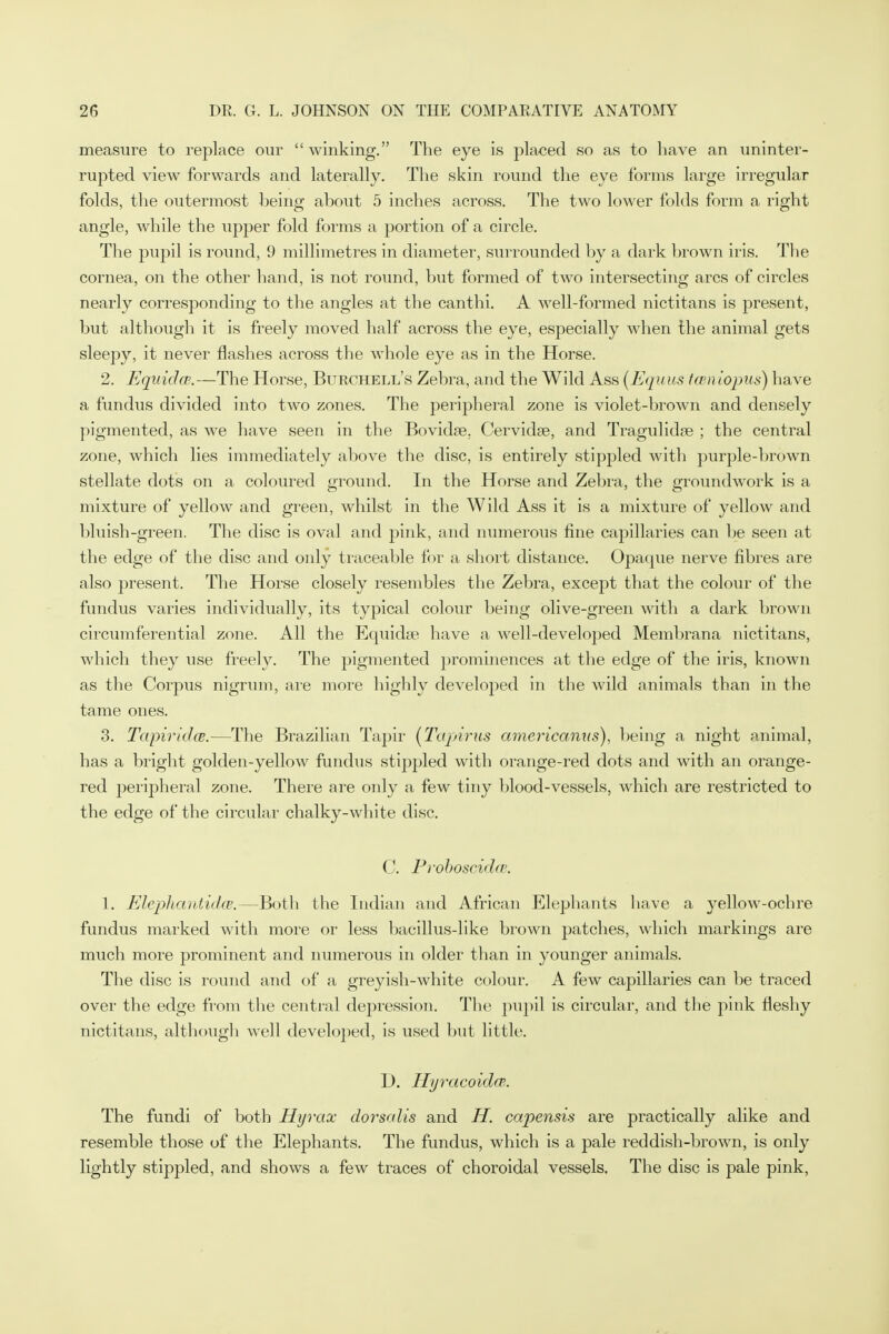measure to replace our winking. The eye is placed so as to have an uninter- rupted view forwards and laterally. The skin round the eye forms large irregular folds, the outermost being about 5 inches across. The two lower folds form a right angle, while the upper fold forms a portion of a circle. The pupil is round, 9 millimetres in diameter, surrounded by a dark brown iris. The cornea, on the other hand, is not round, but formed of two intersecting arcs of circles nearly corresponding to the angles at the canthi. A well-formed nictitans is present, but although it is freely moved half across the eye, especially when the animal gets sleepy, it never flashes across the whole eye as in the Horse. 2. Equidcp.—The Horse, Burchell's Zebra, and the Wild Ass (Equus tceniopus) have a fundus divided into two zones. The peripheral zone is violet-brown and densely pigmented, as we have seen in the Bovidffi. Cervidse, and Tragulidse ; the central zone, which lies immediately above the disc, is entirely stippled with purple-brown stellate dots on a coloured ground. In the Horse and Zebra, the groundwork is a mixture of yellow and green, whilst in the Wild Ass it is a mixture of yellow and bluish-green. The disc is oval and pink, and numerous fine capillaries can be seen at the edge of the disc and only traceable for a short distance. Opaque nerve fibres are also present. The Horse closely resembles the Zebra, except that the colour of the fundus varies individually, its typical colour being olive-green with a dark brown circumferential zone. All the Equida? have a well-developed Membrana nictitans, which they use freely. The pigmented prominences at the edge of the iris, known as the Corpus nigrum, are more highly developed in the wild animals than in the tame ones. 3. Tapiridce.—The Brazilian Tapir (Tapirus amcricanus), being a night animal, has a bright golden-yellow fundus stippled with orange-red dots and with an orange- red peripheral zone. There are only a few tiny blood-vessels, which are restricted to the edge of the circular chalky-white disc. C. Proboscidce. 1. Elephantidce.—Both the Indian and African Elephants have a yellow-ochre fundus marked with more or less bacillus-like brown patches, which markings are much more prominent and numerous in older than in younger animals. The disc is round and of a greyish-white colour. A few capillaries can be traced over the edge from the central depression. The pupil is circular, and the pink fleshy nictitans, although well developed, is used but little. D. Hyracoid(B. The fundi of both Hyrax dorsalis and H. capensis are practically alike and resemble those of the Elephants. The fundus, which is a pale red dish-brown, is only lightly stippled, and shows a few traces of choroidal vessels. The disc is pale pink,