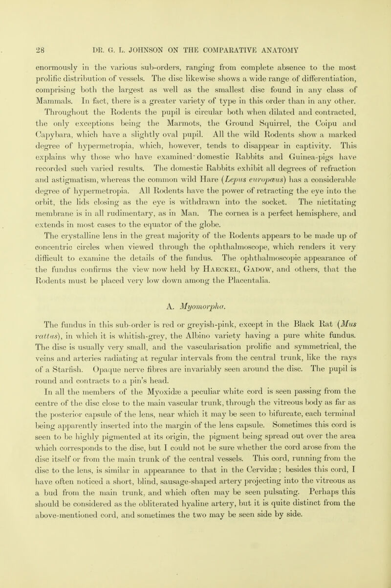 enormously in the various sub-orders, ranging from complete absence to the most prolific distribution of vessels. The disc likewise shows a wide range of differentiation, comprising both the largest as well as the smallest disc found in any class of Mammals. In fact, there is a greater variety of type in this order than in any other. Throughout the Rodents the pupil is circular both when dilated and contracted, the only exceptions being the Marmots, the Ground Squirrel, the Coipu and Capybara, which have a slightly oval pupil. All the wild Rodents show a marked degree of hypermetropia, which, however, tends to disappear in captivity. This explains why those who have examined - domestic Rabbits and Guinea-pigs have recorded such varied results. The domestic Rabbits exhibit all degrees of refraction and astigmatism, whereas the common wild Hare (Lepus europcsus) has a considerable degree of hypermetropia. All Rodents have the power of retracting the eye into the orbit, the lids closing as the eye is withdrawn into the socket. The nictitating membrane is in all rudimentary, as in Man. The cornea is a perfect hemisphere, and extends in most cases to the equator of the globe. The crystalline lens in the great majority of the Rodents appears to be made up of concentric circles when viewed through the ophthalmoscope, which renders it very difficult to examine the details of the fundus. The ophthalmoscopic appearance of the fundus confirms the view now held by Haeckel, Gadow, and others, that the Rodents must be placed very low down among the Placentalia. A. Myomorpha. The fundus in this sub-order is red or greyish-pink, except in the Black Rat (Mus raitas), in which it is whitish-grey, the Albino variety having a pure white fundus. The disc is usually very small, and the vascularisation prolific and symmetrical, the veins and arteries radiating at regular intervals from the central trunk, like the rays of a Starfish. Opaque nerve fibres are invariably seen around the disc. The pupil is round and contracts to a pin's head. In all the members of the Myoxidae a peculiar white cord is seen passing from the centre of the disc close to the main vascular trunk, through the vitreous body as far as the posterior capsule of the lens, near which it may be seen to bifurcate, each terminal being apparently inserted into the margin of the lens capsule. Sometimes this cord is seen to be highly pigmented at its origin, the pigment being spread out over the area which corresponds to the disc, but I could not be sure whether the cord arose from the disc itself or from the main trunk of the central vessels. This cord, running from the disc to the lens, is similar in appearance to that in the Cervidse; besides this cord, I have often noticed a short, blind, sausage-shaped artery projecting into the vitreous as a hud from the main trunk, and which often may be seen pulsating. Perhaps this should be considered as the obliterated hyaline artery, but it is quite distinct from the above-mentioned cord, and sometimes the two may be seen side by side.