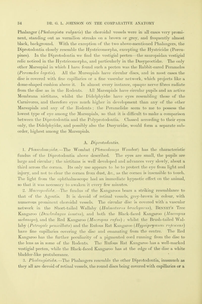 Phalanger {Phalangista vulgaris) the choroidal vessels were in all cases very promi- nent, standing out as vermilion streaks on a brown or grey, and frequently almost black, background. With the exception of the two above-mentioned Phalangers, the Diprotodontia closely resemble the Hystricomorpha, excepting the Hystricidse (Porcu- pines). In the Diprotodontia we find the vestigial pecten—the sauropsidan vestigial relic noticed in the Hystricomorpha, and particularly in the Dasyproctidce. The only other Marsupial in which I have found such a pecten was the Rabbit-eared Perameles {Perameles lagotis). All the Mursupials have circular discs, and in most cases the disc is covered with fine capillaries or a fine vascular network, which projects like a dome-shaped cushion above it. In almost every instance, opaque nerve fibres radiate from the disc as in the Rodents. All Marsupials have circular pupils and an active Membrana nictitans, whilst the Didelphyidse have eyes resembling those of the Carnivores, and therefore eyes much higher in development than any of the other Marsupials and any of the Rodents ; the Peramelidse seem to me to possess the lowest type of eye among the Marsupials, so that it is difficult to make a comparison between the Diprotodontia and the Polyprotodontia. Classed according to their eyes only, the Didelphyidse, and possibly also the Dasyuridse, would form a separate sub- order, highest among the Marsupials. A. Diprotodontia. 1. Phascolomyidce.—The Wombat (Phascolomys Wombat) has the characteristic fundus of the Diprotodontia above described. The eyes are small, the pupils are large and circular; the nictitans is well developed and advances very slowly, about a third across the cornea. Its only use appears to be to protect the eye from light and injury, and not to clear the cornea from dust, &c, as the cornea is insensible to touch. The light from the ophthalmoscope had an immediate hypnotic effect on the animal, so that it was necessary to awaken it every few minutes. 2. MacropodulcB.—The fundus of the Kangaroos bears a striking resemblance to that of the Agoutis. It is devoid of retinal vessels, grey-brown in colour, with numerous prominent choroidal vessels. The circular disc is covered with a vascular network in the Short-tailed Wallaby {Hal mat in-us brachyurus), Bennet's Tree Kangaroo {Dendrolagus inustus), and both the Black-faced Kangaroo {Macropus mclanops), and the Red Kangaroo {Macropus rufus) ; whilst the Brush-tailed Wal- laby {Petregale penicillata) and the Rufous Rat Kangaroo {Hypsiprymnus rufescens) have fine capillaries covering the disc and emanating from the centre. The Red Kangaroo has the further peculiarity of a pigmented cord running from the disc to the lens as in some of the Rodents. The Rufous Rat Kangaroo has a well-marked vestigial pecten, while the Black-faced Kangaroo has at the edge of the disc a white bladder-like protuberance. 3. PhalangistidcB.—The Phalangers resemble the other Diprotodontia, inasmuch as they all are devoid of retinal vessels, the round discs being covered with capillaries or a
