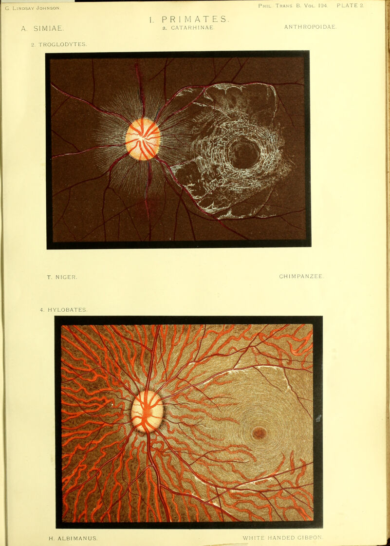 Phil. Trans B. Vol 194. PLATE A. S1MIAE. 2. TROGLODYTES. PRIMATES a. CATARHINAE A NTH ROPOl DAE CHIMPANZEE. 4. HYLOBATES. H. ALBI MAN US. WHITE HANDED GIBBON