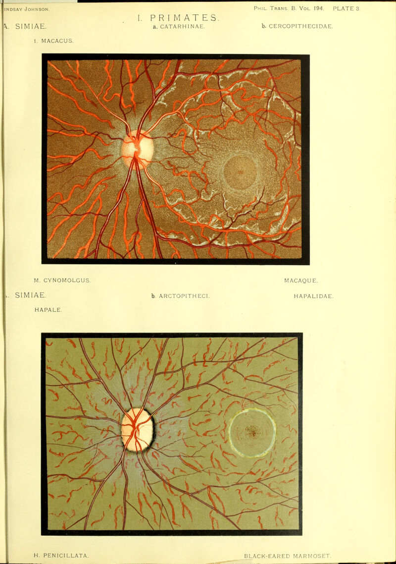 h. SIMiAE. PRIMATES a. CATARHINAE. b. CE RCOPITH EC1 DA E. H. PEN ICI LLATA.
