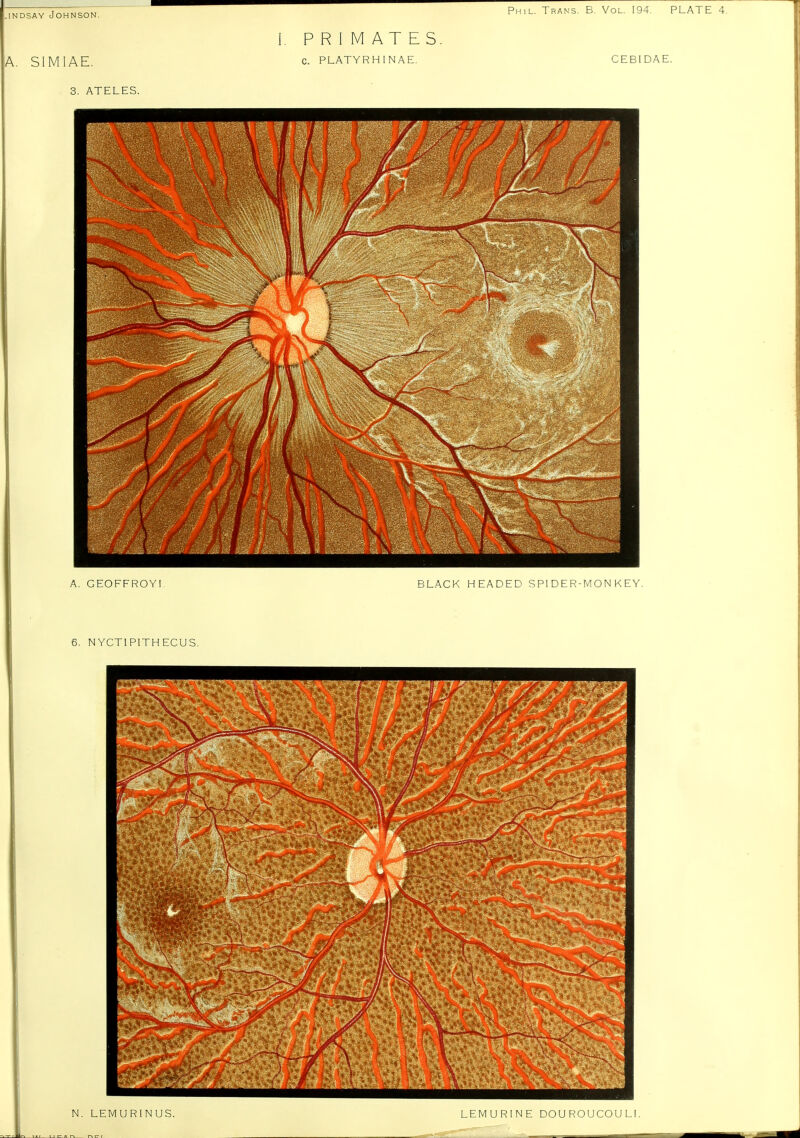 A. SIMIAE. 3. ATELES. Phil. Trans. B. Vol. 194. PLATE PRIMATES C. PLATYRHINAE. A. GEOFFROY! 6. NYCTIPITHECUS. BLACK HEADED SPIDER-MONKEY. N. LEMURINUS LEMURINE DOUROUCOUL