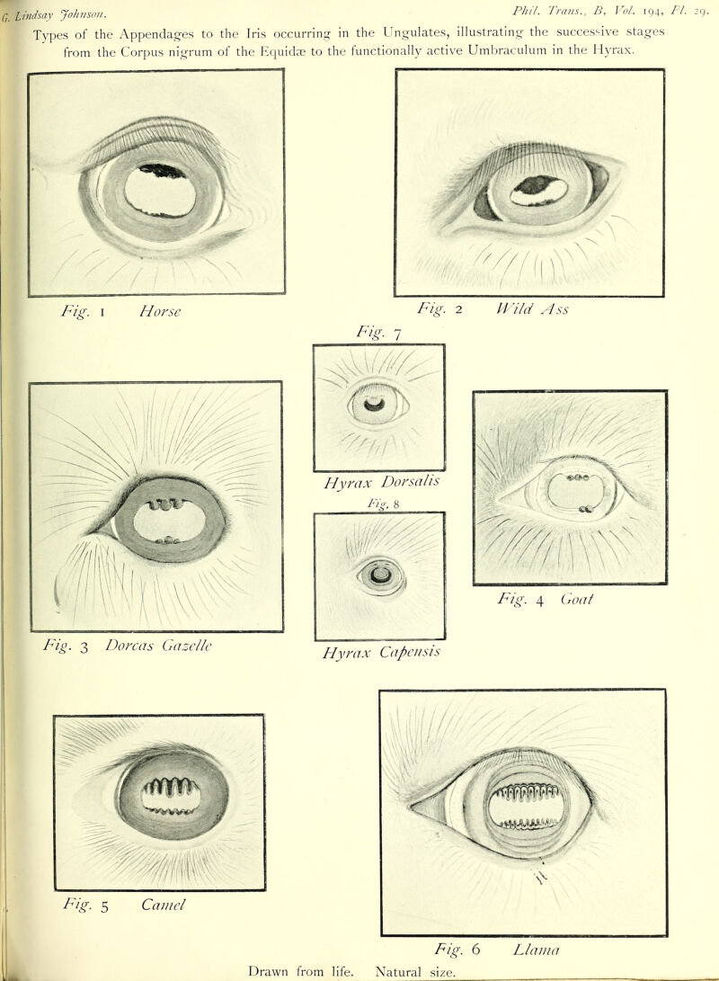 Q, Lindsay John•sou. Types of the Appendages to the Iris occurring in the Ungulates from the Corpus nigrum of the Equidse to the functionally active Umbraculum in the Hyrax Phil. Trans., B, Vol. 194, PL llustrating the successive stages Fig. 5 Camel Fig. 6 Llama Drawn from life. Natural size.