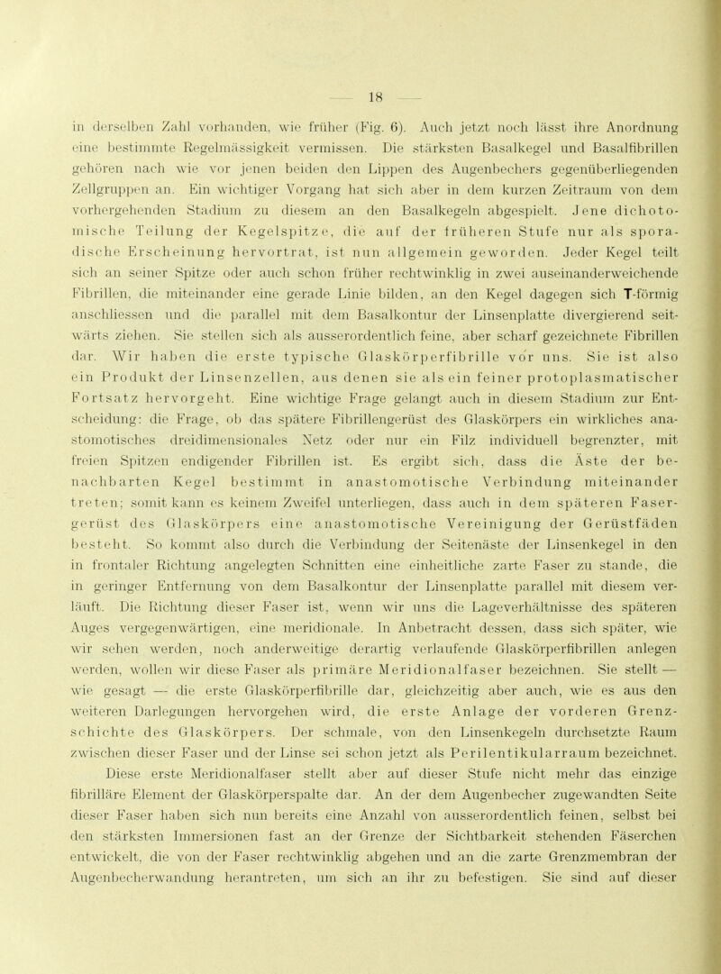 in derselben Zahl vorhanden, wie früher (Fig. 6). Auch jetzt noch lässt ihre Anordnung eine bestimmte Regelmässigkeit vermissen. Die stärksten Basalkegel und Basalfibrillen gehören nach wie vor jenen beiden den Lippen des Augenbechers gegenüberliegenden Zellgruppen an. Ein wichtiger Vorgang hat sich aber in dem kurzen Zeitraum von dem vorhergehenden Stadium zu diesem an den Basalkegeln abgespielt. Jene dichoto- mische Teilung der Kegelspitze, die auf der früheren Stufe nur als spora- dische Erscheinung hervortrat, ist nun allgemein geworden. Jeder Kegel teilt sich an seiner Spitze oder auch schon früher rechtwinklig in zwei auseinanderweichende Fibrillen, die miteinander eine gerade Linie bilden, an den Kegel dagegen sich T-förmig anschliessen und die parallel mit dem Basalkontur der Linsenplatte divergierend seit- wärts ziehen. Sie stellen sich als ausserordentlich feine, aber scharf gezeichnete Fibrillen dar. Wir haben die erste typische Glaskürperfibrille vor uns. Sie ist also ein Produkt der Linsenzellen, aus denen sie alsein feiner protoplasmatischer Fortsatz hervorgeht. Eine wichtige Frage gelangt auch in diesem Stadium zur Ent- scheidung: die Frage, ob das spätere Fibrillengerüst des Glaskörpers ein wirkliches ana- stomotisches dreidimensionales Netz oder nur ein Filz individuell begrenzter, mit freien Spitzen endigender Fibrillen ist. Es ergibt sich, dass die Äste der be- nachbarten Kegel bestimmt in anastomotische Verbindung miteinander treten; somit kann es keinem Zweifel unterliegen, dass auch in dem späteren Faser- gerüst des Glaskörpers eine anastomotische Vereinigung der Gerüstfäden besteht. So kommt also durch die Verbindung der Seitenäste der Linsenkegel in den in frontaler Richtung angelegten Schnitten eine einheitliche zarte Faser zu stände, die in geringer Entfernung von dem Basalkontur der Linsenplatte parallel mit diesem ver- läuft. Die Richtung dieser Faser ist, wenn wir uns die Lageverhältnisse des späteren Auges vergegenwärtigen, eine meridionale. In Anbetracht dessen, dass sich später, wie wir sehen werden, noch anderweitige derartig verlaufende Glaskörperfibrillen anlegen werden, wollen wir diese Faser als primäre Meridionalfaser bezeichnen. Sie stellt — wie gesagt — die erste Glaskörperfibrille dar, gleichzeitig aber auch, wie es aus den weiteren Darlegungen hervorgehen wird, die erste Anlage der vorderen Grenz- schichte des Glaskörpers. Der schmale, von den Linsenkegeln durchsetzte Raum zwischen dieser Faser und der Linse sei schon jetzt als Perilentikularraum bezeichnet. Diese erste Meridionalfaser stellt aber auf dieser Stufe nicht mehr das einzige fibrilläre Element der Glaskörperspalte dar. An der dem Augenbecher zugewandten Seite dieser Faser haben sich nun bereits eine Anzahl von ausserordentlich feinen, selbst bei den stärksten Immersionen fast an der Grenze der Sichtbarkeit stehenden Fäserchen entwickelt, die von der Faser rechtwinklig abgehen und an die zarte Grenzmembran der Augenbecherwandung herantreten, um sich an ihr zu befestigen. Sie sind auf dieser