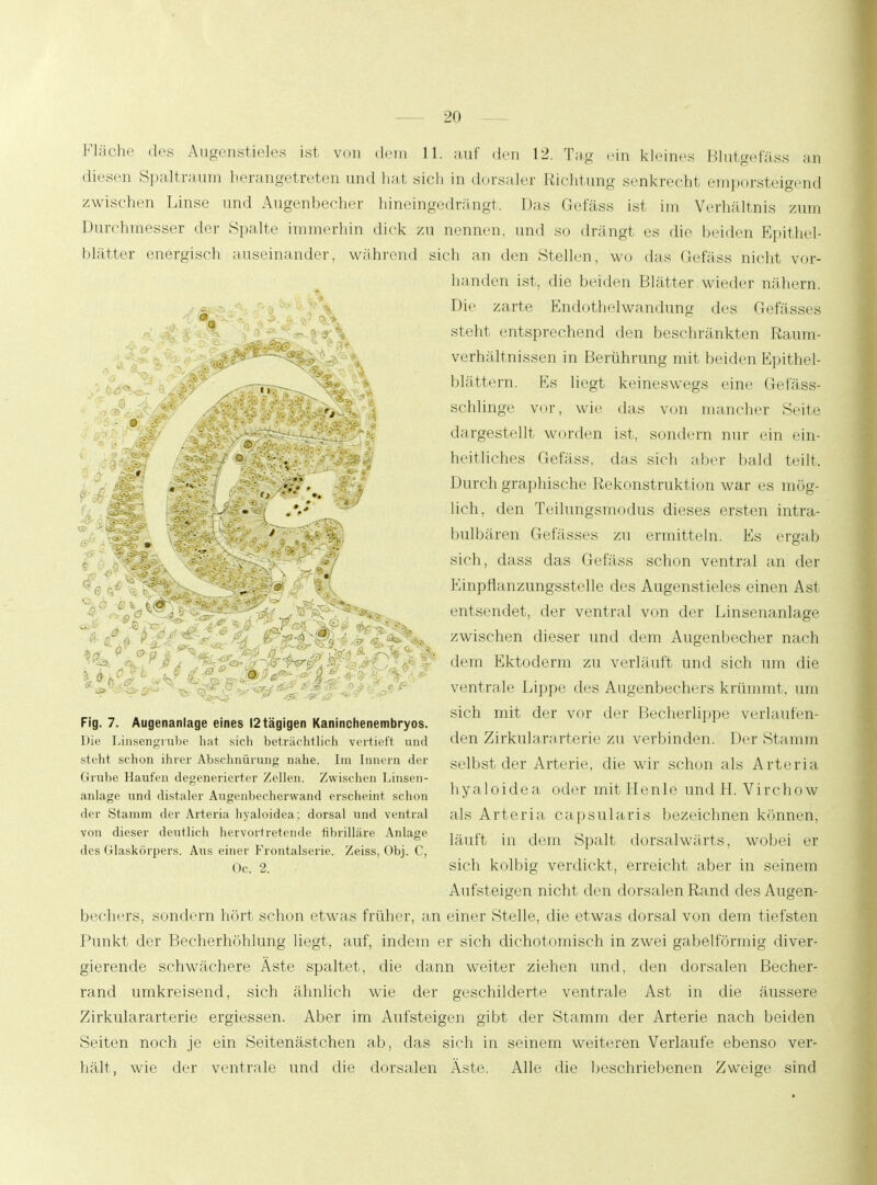 Fläche des Augenstieles ist v<m dem 11. auf den 12. Tag ein kleines Blutgefäss an diesen Spaltraum herangetreten und hat sich in dorsaler Richtung senkrecht emporsteigend zwischen Linse und Augenbecher hineingedrängt. Das Gefäss ist im Verhältnis zum Durchmesser der Spalte immerhin dick zu nennen, und so drängt es die beiden Epithel blätter energisch auseinander, während sich an den Stellen, wo das Gefäss nicht vor- handen ist, die beiden Blätter wieder nähern. Die zarte Endothelwandung des Gefässes steht entsprechend den beschränkten Raum- verhältnissen in Berührung mit beiden Epithel- blättern. Es liegt keineswegs eine Gefäss- schlinge vor, wie das von mancher Seite dargestellt worden ist, sondern nur ein ein- heitliches Gefäss. das sieh aber bald teilt. Durch graphische Rekonstruktion war es mög- lich, den Teilungsmodus dieses ersten intra- bulbären Gefässes zu ermitteln. Es ergab sich, dass das Gefäss schon ventral an der Einpflanzungsstelle des Augenstieles einen Ast entsendet, der ventral von der Linsenanlage zwischen dieser und dem Augenbecher nach dem Ektoderm zu verläuft und sich um die ventrale Lippe des Augenbechers krümmt, um sich mit der vor der Becherlippe verlaufen- den Zirkulararterie zu verbinden. Der Stamm selbst der Arterie, die wir schon als Arteria hyaloidea oder mit Henle und H. Virchow als Arteria, capsularis bezeichnen können, läuft in dem Spalt dorsalwärts, wobei er sich kolbig verdickt, erreicht aber in seinem Aufst eigen nicht den dorsalen Rand des Augen- bechers, sondern hört schon etwas früher, an einer Stelle, die etwas dorsal von dem tiefsten Punkt der Becherhöhlung liegt, auf, indem er sich dichotomisch in zwei gabelförmig diver- gierende schwächere Äste spaltet, die dann weiter ziehen und, den dorsalen Becher- rand umkreisend, sich ähnlich wie der geschilderte ventrale Ast in die äussere Zirkulararterie ergiessen. Aber im Aufsteigen gibt der Stamm der Arterie nach beiden Seiten noch je ein Seitenästchen ab, das sich in seinem weiteren Verlaufe ebenso ver- hält, wie der ventrale und die dorsalen Aste. Alle die beschriebenen Zweige sind Fig. 7. Augenanlage eines 12 tägigen Kaninchenembryos. Die Linsengrube hat sich beträchtlich vertieft und sieht schon ihrer Abschnürung nahe. Im Innern der Grube Haufen degenerierter Zellen. Zwischen Linsen- anlage und distaler Augenbecherwand erscheint schon der Stamm der Arteria hyaloidea; dorsal und ventral von dieser deutlich hervortretende fibrilläre Anlage des Glaskörpers. Aus einer Frontalserie. Zeiss, Obj. C, Oc. 2.