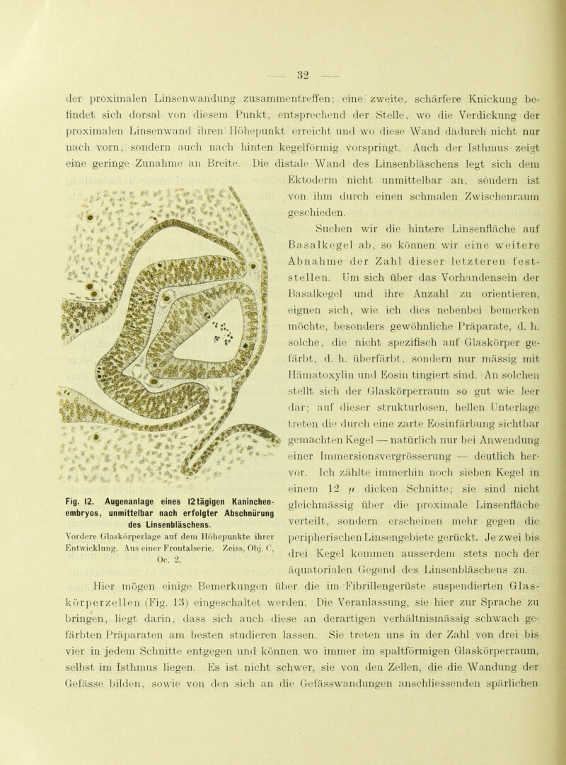 der proximalen Linsenwandung zusammentreffen: eine' zweite, schärfere Knickung be- findet sich dorsal von diesem Punkt, entsprechend der Stelle, wo die Verdickung der proximalen Linsenwand ihren Höhepunkt erreicht und wo diese Wand dadurch nicht nur nach vorn, sondern auch nach hinten kegelförmig vorspringt. Auch der Isthmus zeigt eine geringe. Zunahme an Breite. Die distale Wand des Linsenbläschens legt sich dem Ektoderm nicht unmittelbar an, sondern ist von ihm durch einen schmalen Zwischenraum geschieden. Suchen wir die hintere Linsenfläche auf Basalkegel ab, so können wir eine weitere Abnahme der Zahl dieser letzteren fest- stellen. Um sich über das Vorhandensein der Basalkegel und ihre Anzahl zu orientiei'en, eignen sich, wie ich dies nebenbei bemerken möchte, besonders gewöhnliche Präparate, d. h. solche, die nicht spezifisch auf Glaskörper ge- färbt, d. h. überfärbt, sondern nur massig mit Hämatoxylin und Eosin tingiert sind. An solchen stellt sich der Glaskörperraum so gut wie leer dar; auf dieser strukturlosen, hellen Unterlage treten die durch eine zarte Eosinfärbung sichtbar gemachten Kegel — natürlich nur bei Anwendung einer Immersionsvergrösserung — deutlich her- vor. Ich zählte immerhin noch sieben Kegel in einem 12 it dicken Schnitte; sie sind nicht gleichmässig über die proximale Linsenfläche verteilt, sondern erscheinen mehr gegen die peripherischen Linsengebiete gerückt. Je zwei bis drei Kegel kommen ausserdem stets noch der äquatorialen Gegend des Linsenbläschens zu. Hier mögen einige Bemerkungen über die im •Fibrillengerüste suspendierten Glas- körperzellen (Fig. 13) eingeschaltet werden. Die Veranlassung, sie hier zur Sprache zu bringen, liegt darin, dass sich auch diese an derartigen verhältnismässig schwach ge- färbten Präparaten am besten studieren lassen. Sie treten uns in der Zahl von drei bis vier in jedem'Schnitte entgegen und können wo immer im spaltförmigen Glaskörperraum, selbst im Isthmus liegen. Es ist nicht schwer, sie von den Zellen, die die Wandung der Gefässe bilden, sowie von den sich an die Gefässwan düngen anschliessenden spärlichen Fig. 12. Augenanlage eines 12 tägigen Kaninchen- embryos, unmittelbar nach erfolgter Abschnürung des Linsenbläschens. Vordere Glaskörperlage auf dem Höhepunkte ihrer Entwicklung. Aus einer Frontalserie. Zeiss, Obj. C, Oc. 2.