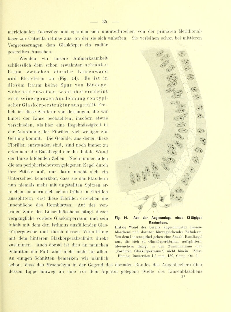 meridionalen Faserzüge und spannen sich ununterbrochen von der primären Meridional- faser zur Cuticula retinae aus, an der sie sich anheften. Sie verleihen schon bei mittleren Vergrösserungen dem Glaskörper ein radiär gestreiftes Aussehen. - if, 3 Wenden wir unsere Aufmerksamkeit schliesslich dem schon erwähnten schmalen Raum zwischen distaler Linsenwand und Ektoderm zu (Fig. 14). Es ist in < V, @ diesem Raum keine Spur von Bindege- webenachzuweisen, wohl aber erscheint : er in seiner ganzen Ausdehnung von typi- scher Glaskörperstruktur ausgefüllt. Frei- v„ 4 lieh ist diese Struktur von derjenigen, die wir >V * . hinter der Linse beobachten, insofern etwas verschieden, als hier eine Regelmässigkeit in der Anordnung der Fibrillen viel weniger zur '  * Geltung kommt. Die Gebilde, aus denen diese ** g Fibrillen entstanden sind, sind noch immer zu ^ erkennen: die Basalkegel der die distale Wand - * derLinsebildendenZellen. Noch immer fallen * - .\> die am peripherischesten gelegenen Kegel durch *{ • - ihre Stärke auf, nur darin macht sich ein Unterschied bemerkbar, dass sie das Ektoderm nun niemals mehr mit ungeteilten Spitzen er- reichen, sondern sich schon früher in Fibrillen * * aussplittern; erst diese Fibrillen erreichen die Innenfläche des Hornblattes. Auf der ven- tralen Seite des Linsenbläschens hängt dieser vergängliche vordere Glaskörperraum und sein Inhalt mit dem den Isthmus ausfüllenden Glas- körpergewebe und durch dessen Vermittlung mit dem hinteren Glaskörperabschnitt direkt zusammen. Auch dorsal ist dies an manchen Schnitten der Fall, aber nicht mehr an allen. An einigen Schnitten bemerken wir nämlich schon, dass das Mesenchym in der Gegend des dorsalen Randes des Augenbechers über dessen Lippe hinweg an eine vor dem Äquator gelegene Stelle des Linsenbläschens Fig. 14. Aus der Augenanlage eines I2tägigen Kaninchens. Distale Wand des bereits abgeschnürten Linsen- bläschens und darüber hinwegziehendes Ektoderm. Von dem Linsenepithel gehen eine Anzahl Basalkegel aus, die sich zu Glaskörperfibrillen aufsplittern. Mesenchym dringt in den Zwischenraum (den „vorderen Glaskörperraum) nicht hinein. Zeiss, Homog. Immersion 1,5 mm, 130, Comp. Oc. 6.