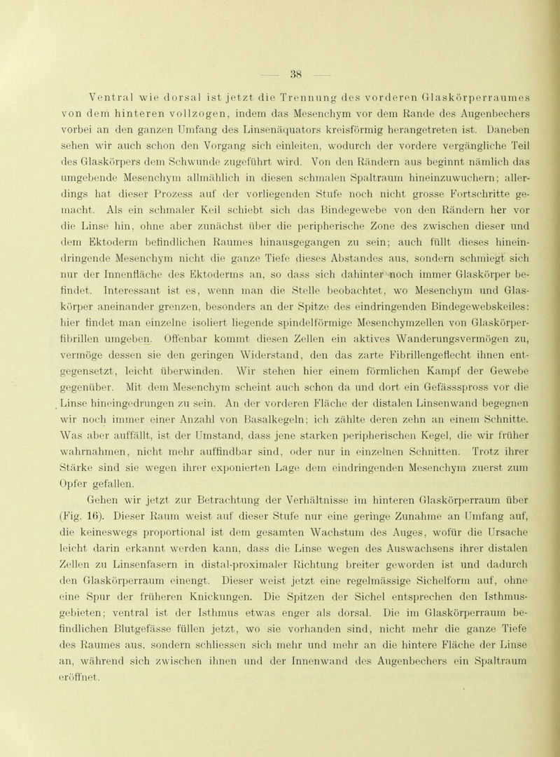 Ventral wie dorsal ist jetzt die Trennung des vorderen Glaskörperraumes von dem hinteren vollzogen, indem das Mesenchym vor dem Rande des Augenbechers vorbei an den ganzen Umfang des Linsenäquators kreisförmig herangetreten ist. Daneben sehen wir auch schon den Vorgang sich einleiten, wodurch der vordere vergängliche Teil des Glaskörpers dem Schwunde zugeführt wird. Von den Rändern aus beginnt nämlich das umgebende Mesenchym allmählich in diesen schmalen »Spaltraum hineinzuwuchern: aller- dings hat dieser Prozess auf der vorliegenden Stufe noch nicht grosse Fortschritte ge- macht. Als ein schmaler Keil schiebt sich das Bindegewebe von den Rändern her vor die Linse hin. ohne aber zunächst über die peripherische Zone des zwischen dieser und dem Ektoderm befindlichen Raumes hinausgegangen zu sein; auch füllt dieses hinein- dringende Mesenchym nicht die ganze Tiefe dieses Abstandes aus, sondern schmiegt sich nur der Innenfläche des Ektoderms an, so dass sich dahinter noch immer Glaskörper be- findet. Interessant ist es, wenn man die Stelle beobachtet, wo Mesenchym und Glas- körper aneinander grenzen, besonders an der Spitze des eindringenden Bindegewebskeiles: hier findet man einzelne isoliert liegende spindelförmige Mesenchymzellen von Glaskörper- fibrillen umgeben. Offenbar kommt diesen Zellen ein aktives Wanderungsvermögen zu, vermöge dessen sie den geringen Widerstand, den das zarte Fibrillengeflecht ihnen ent- gegensetzt, leicht überwinden. Wir stehen hier einem förmlichen Kampf der Gewebe gegenüber. Mit dem Mesenchym scheint auch schon da und dort ein Gefässspross vor die Linse hineingedrungen zu sein. An der vorderen Fläche der distalen Linsenwand begegnen wir noch immer einer Anzahl von Basalkegeln; ich zählte deren zehn an einem Schnitte. Was aber auffällt, ist der Umstand, dass jene starken peripherischen Kegel, die wir früher wahrnahmen, nicht mehr auffindbar sind, oder nur in einzelnen Schnitten. Trotz ihrer Stärke sind sie wegen ihrer exponierten Lage dem eindringenden Mesenchym zuerst zum Opfer gefallen. Gehen wir jetzt zur Betrachtung der Verhältnisse im hinteren Glaskörperraum über (Fig. 16). Dieser Raum weist auf dieser Stufe nur eine geringe Zunahme an Umfang auf, die keineswegs proportional ist dem gesamten Wachstum des Auges, wofür die Ursache leicht darin erkannt werden kann, dass die Linse wegen des Auswachsens ihrer distalen Zellen zu Linsenfasern in distal-proximaler Richtung breiter geworden ist und dadurch den Glaskörperraum einengt. Dieser weist jetzt eine regelmässige Sichelform auf, ohne eine Spur der früheren Knickungen. Die Spitzen der Sichel entsprechen den Isthmus- gebieten; ventral ist der Isthmus etwas enger als dorsal. Die. im Glaskörperraum be- findlichen Blutgefässe füllen jetzt, wo sie vorhanden sind, nicht mehr die ganze Tiefe des Raumes aus, sondern schliessen sich mehr und mehr an die hintere Fläche der Linse an, während sich zwischen ihnen und der Innenwand des Augenbechers ein Spaltraum eröffnet.