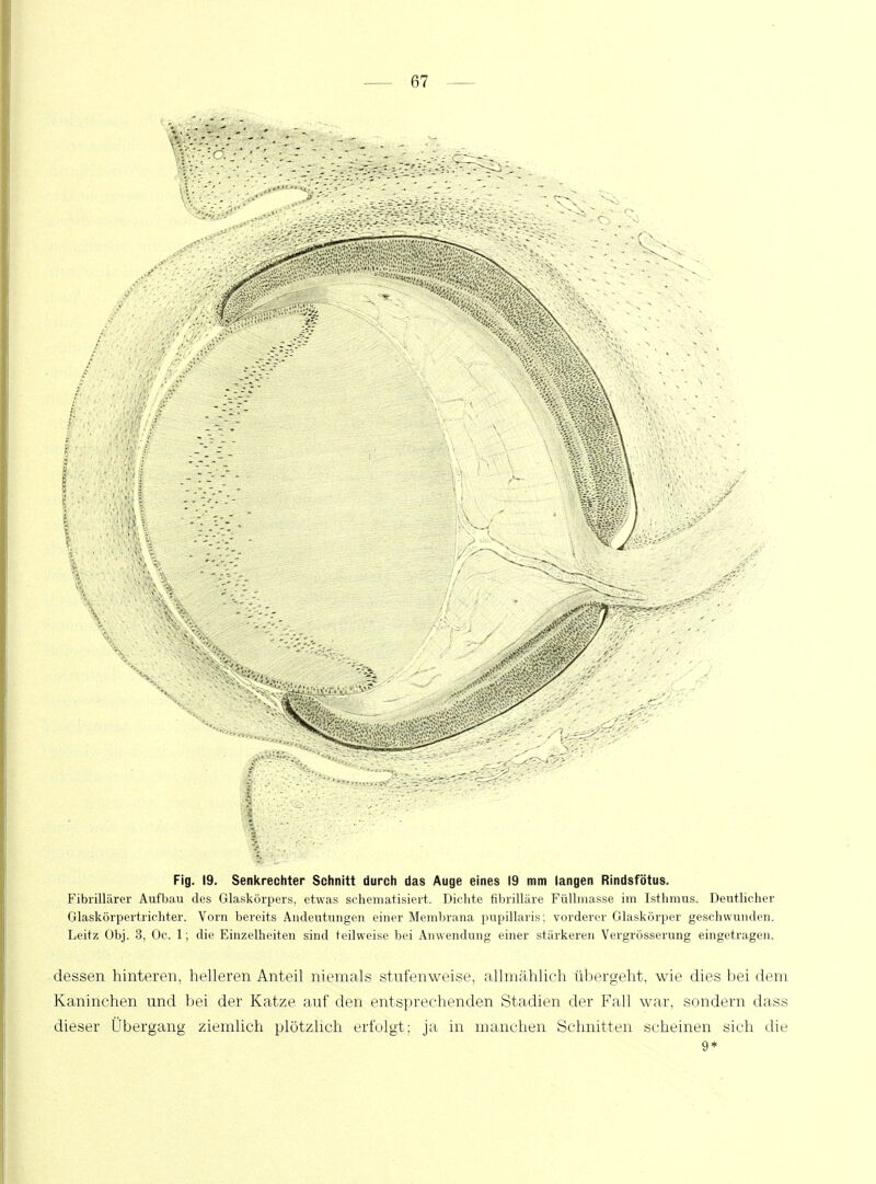 Fig. 19. Senkrechter Schnitt durch das Auge eines 19 mm langen Rindsfötus. Fibrillärer Aufbau des Glaskörpers, etwas schematisiert. Dichte fibrilläre Füllmasse im Isthmus. Deutlicher Glaskörpertrichter. Vorn bereits Andeutungen einer Membrana pupillaris; vorderer Glaskörper geschwunden. Leitz Obj. 3, Oc. 1; die Einzelheiten sind teilweise bei Anwendung einer stärkeren Vergrösserung eingetragen. dessen hinteren, helleren Anteil niemals stufenweise, allmählich übergeht, wie dies bei dem Kaninchen und bei der Katze auf den entsprechenden Stadien der Fall war, sondern dass dieser Übergang ziemlich plötzlich erfolgt: ja in manchen Schnitten scheinen sich die 9*