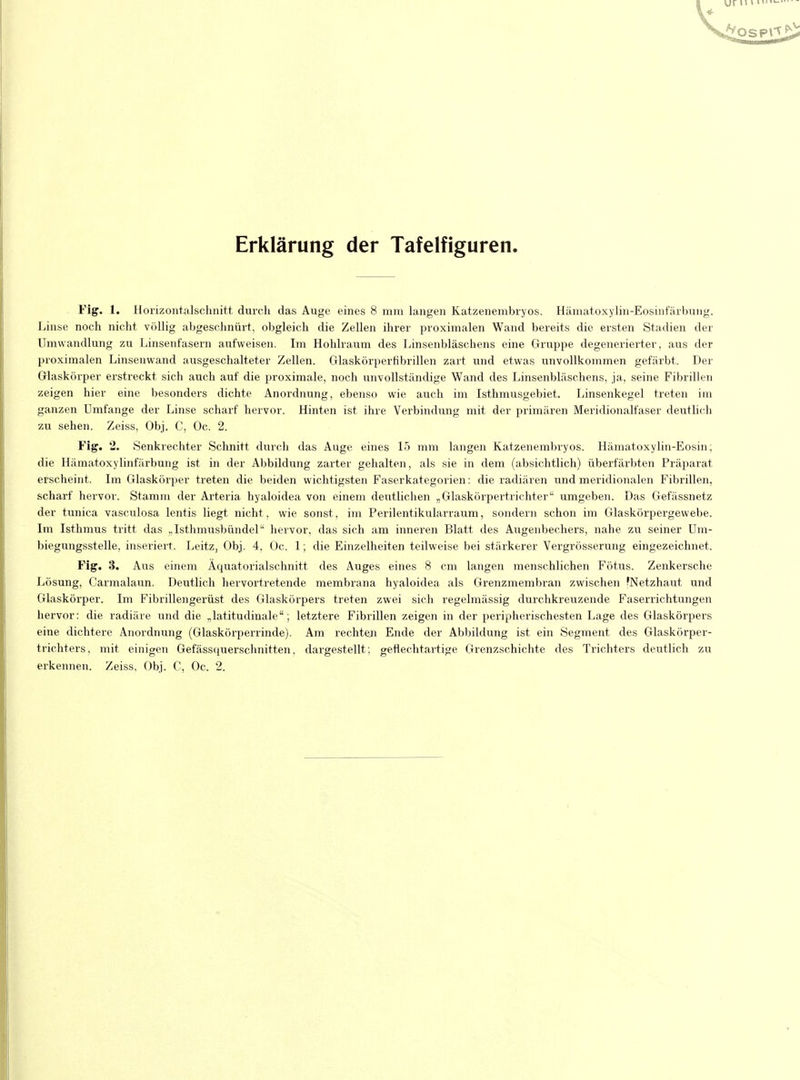 Erklärung der Tafelfiguren. Fig. 1. Horizontalschnitt durch das Auge eines 8 mm langen Katzenembryos. Hämatoxylin-Eosinfärbung. Linse noch nicht völlig abgeschnürt, obgleich die Zellen ihrer proximalen Wand bereits die ersten Stadien der Umwandlung zu Linsenfasern aufweisen. Im Hohlraum des Linsenbläschens eine Gruppe degenerierter, aus der proximalen Linsenwand ausgeschalteter Zellen. Glaskörpernbrillen zart und etwas unvollkommen gefärbt. Der Glaskörper erstreckt sich auch auf die proximale, noch unvollständige Wand des Linsenbläschens, ja, seine Fibrillen zeigen hier eine besonders dichte Anordnung, ebenso wie auch im Isthmusgebiet, Linsenkegel treten im ganzen Umfange der Linse scharf hervor. Hinten ist ihre Verbindung mit der primären Meridionalfaser deutlich zu sehen. Zeiss, Obj. C, Oc. 2. Fig. 2. Senkrechter Schnitt durch das Auge eines 15 mm langen Katzenembryos. Hämatoxylin-Eosin; die Hämatoxylinfärbung ist in der Abbildung zarter gehalten, als sie in dem (absichtlich) überfärbten Präparat erscheint. Im Glaskörper treten die beiden wichtigsten Faserkategorien: die radiären und meridionalen Fibrillen, scharf hervor. Stamm der Arteria hyaloidea von einem deutlichen „Glaskörpertrichter umgeben. Das Gefässnetz der tunica vasculosa lentis liegt nicht, wie sonst, im Perilentikularraum, sondern schon im Glaskörpergewebe. Im Isthmus tritt das ,.Isthmusbündel hervor, das sich am inneren Blatt des Augenbechers, nahe zu seiner Um- biegungsstelle, inseriert. Leitz, Obj. 4, Oc. 1; die Einzelheiten teilweise bei stärkerer Vergrösserung eingezeichnet, Fig. 3. Aus einem Äquatorialschnitt des Auges eines 8 cm langen menschlichen Fötus. Zenkersche Lösung, Carmalaun. Deutlich hervortretende membrana hyaloidea als Grenzmembran zwischen (Netzhaut und Glaskörper. Im Fibrillengerüst des Glaskörpers treten zwei sich regelmässig durchkreuzende Faserrichtungen hervor: die radiäre und die „latitudinale; letztere Fibrillen zeigen in der peripherischesten Lage des Glaskörpers eine dichtere Anordnung (Glaskörperrinde). Am rechten Ende der Abbildung ist ein Segment des Glaskörper- trichters, mit einigen Gefässquerschnitten. dargestellt; geftechtartige Grenzschichte des Trichters deutlich zu erkennen. Zeiss, Obj. C, Oc, 2.