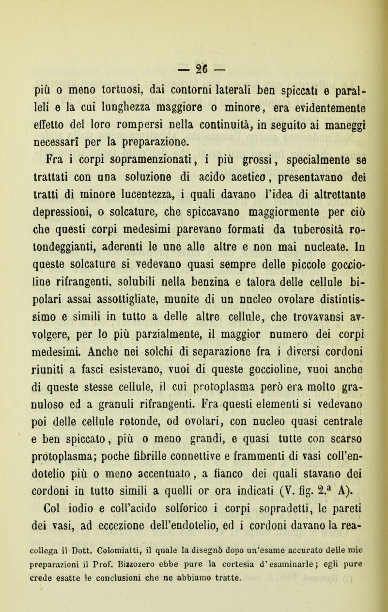 più o meno tortuosi, dai contorni laterali ben spiccati e paral- leli e la cui lunghezza maggiore o minore, era evidentemente effetto del loro rompersi nella continuità, in seguito ai maneggi necessari per la preparazione. Fra i corpi sopramenzionati, i più grossi, specialmente se trattati con una soluzione di acido acetico, presentavano dei tratti di minore lucentezza, i quali davano l'idea di altrettante depressioni, o solcature, che spiccavano maggiormente per ciò che questi corpi medesimi parevano formati da tuberosità ro- tondeggianti, aderenti le une alle altre e non mai nucleate. In queste solcature si vedevano quasi sempre delle piccole goccio- line rifrangenti, solubili nella benzina e talora delle cellule bi- polari assai assottigliate, munite di un nucleo ovolare distintis- simo e simili in tutto a delle altre cellule, che trovavansi av- volgere, per lo più parzialmente, il maggior numero dei corpi medesimi. Anche nei solchi di separazione fra i diversi cordoni riuniti a fasci esistevano, vuoi di queste goccioline, vuoi anche di queste stesse cellule, il cui protoplasma però era molto gra- nuloso ed a granuli rifrangenti. Fra questi elementi si vedevano poi delle cellule rotonde, od ovolari, con nucleo quasi centrale e ben spiccato, più o meno grandi, e quasi tutte con scarso protoplasma; poche fibrille connettive e frammenti di vasi coll'en- dotelio più o meno accentuato, a fianco dei quali stavano dei cordoni in tutto simili a quelli or ora indicati (V. fig. 2.a A). Col iodio e coll'acido solforico i corpi sopradetti, le pareti dei vasi, ad eccezione dell'endotelio, ed i cordoni davano la rea- collega il Dott. Colomiatti, il quale la disegnò dopo un'esame accurato delle mie preparazioni il Prof. Bizzozero ebbe pure la cortesia d'esaminarle; egli pure crede esatte le conclusioni che ne abbiamo tratte.