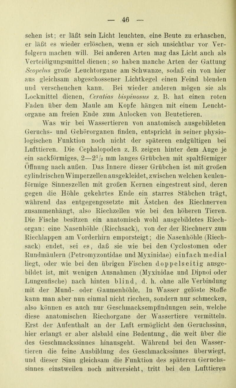 sehen ist; er läßt sein Licht leuchten, eine Beute zu erhaschen, er läßt es wieder erlöschen, wenn er sich unsichtbar vor Ver- folgern machen will. Bei anderen Arten mag das Licht auch als Verteidigungsmittel dienen; so haben manche Arten der Gattung Scopelus große Leuchtorgane am Schwänze, sodaß ein von hier aus gleichsam abgeschossener Lichtkegel einen Feind blenden und verscheuchen kann. Bei wieder anderen mögen sie als Lockmittel dienen, Cemtias bispinosits z. B. hat einen roten Faden über dem Maule am Kopfe hängen mit einem Leucht- organe am freien Ende zum Anlocken von Beutetieren. Was wir bei Wassertieren von anatomisch ausgebildeten Geruchs- und Gehörorganen finden, entspricht in seiner physio- logischen Funktion noch nicht der späteren endgültigen bei Lufttieren. Die Cephalopoden z. B. zeigen hinter dem Auge je ein sackförmiges, 2—2V2 mm langes Grübchen mit spaltförmiger Öffnung nach außen. Das Innere dieser Grübchen ist mit großen cylindrischen Wimperzellen ausgekleidet, zwischen welchen keulen- förmige Sinneszellen mit großen Kernen eingestreut sind, deren gegen die Höhle gekehrtes Ende ein starres Stäbchen trägt, während das entgegengesetzte mit Astchen des Riechnerven zusammenhängt, also Riechzellen wie bei den höheren Tieren. Die Fische besitzen ein anatomisch wohl ausgebildetes Riech- organ: eine Nasenhöhle (Riechsack), von der der Riechnerv zum Riechlappen am Vorderhirn emporsteigt; die Nasenhöhle (Riech- sack) endet, sei es, daß sie wie bei den Cyclostomen oder Rundmäulern (Petromyzontidae und Myxinidae) einfach medial liegt, oder wie bei den übrigen Fischen doppelseitig ausge- bildet ist, mit wenigen Ausnahmen (Myxiuidae und Dipnoi oder Lungeufische) nach hinten blind, d. h. ohne alle Verbindung mit der Mund- oder Gaumenhöhle. In Wasser gelöste Stoffe kann man aber nun einmal nicht riechen, sondern nur schmeckeu, also können es auch nur Geschmacksempfindungen sein, welche diese anatomischen Riechorgane der Wassertiere vermitteln. Erst der Aufenthalt an der Luft ermöglicht den Geruchssinn, hier erlangt er aber alsbald eine Bedeutung, die weit über die des Geschmackssinnes hinausgeht. Während bei den Wasser- tieren die feine Ausbildung des Geschmackssinnes überwiegt, und dieser Sinn gleichsam die Funktion des späteren Geruchs- sinnes einstweilen noch mitversieht, tritt bei den Lufttieren