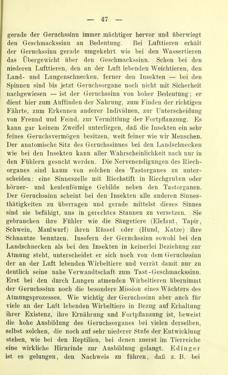 gerade der Gerachssinn immer mächtiger hervor und überwiegt den Geschmackssinn an Bedeutung. Bei Lufttieren erhält der Geruchssinn gerade umgekehrt wie bei den Wassertieren das Übergewicht über den Geschmackssinn. Schon bei den niederen Lufttieren, den an der Luft lebenden Weichtieren, den Land- und Lungenschnecken, ferner den Insekten — bei den Spinnen sind bis jetzt Geruchsorgane noch nicht mit Sicherheit nachgewiesen — ist der Geruchssinn von hoher Bedeutung; er dient hier zum Auffinden der Nahrung, zum Finden der richtigen Fährte, zum Erkennen anderer Individuen, zur Unterscheidung von Freund und Feind, zur Vermittlung der Fortpflanzung. Es kann gar keinem Zweifel unterliegen, daß die Insekten ein sehr feines Geruchsvermögen besitzen, weit feiner wie wir Menschen. Der anatomische Sitz des Geruchssinnes bei den Landschnecken wie bei den Insekten kann aller Wahrscheinlichkeit nach nur in den Fühlern gesucht werden. Die Nervenendigungen des Eiech- organes sind kaum von solchen des Tastorganes zu unter- scheiden: eine Sinneszelle mit Eiechstift in Eiechgruben oder hörner- und keulenförmige Gebilde neben den Tastorganen. Der Geruchssinn scheint bei den Insekten alle anderen Sinnes- thätigkeiten zu überragen und gerade mittelst dieses Sinnes sind sie befähigt, uns in gerechtes Staunen zu versetzen. Sie gebrauchen ihre Fühler wie die Säugetiere (Elefant, Tapir, Schwein, Maulwurf) ihren Eüssel oder (Hund, Katze) ihre Schnautze benutzen. Insofern der Geruchssinn sowohl bei den Landschnecken als bei den Insekten in keinerlei Beziehung zur Atmung steht, unterscheidet er sich noch von dem Geruchssinn der an der Luft lebenden Wirbeltiere und verrät damit nur zu deutlich seine nahe Verwandtschaft zum Tast-Geschmackssinn. Erst bei den durch Lungen atmenden Wirbeltieren übernimmt der Geruchssinn noch die besondere Mission eines Wächters des Atmungsprozesses. Wie wichtig der Geruchssinn aber auch für viele an der Luft lebenden Wirbeltiere in Bezug auf Erhaltung ihrer Existenz, ihre Ernährung und Fortpflanzung ist, beweist die hohe Ausbildung des Geruchsorganes bei vielen derselben, selbst solchen, die noch auf sehr niederer Stufe der Entwicklung stehen, wie bei den Eeptilien, bei denen zuerst im Tierreiche eine wirkliche Hirnrinde zur Ausbildung gelangt. E ding er ist es gelungen, den Nachweis zu führen, daß z. B. bei