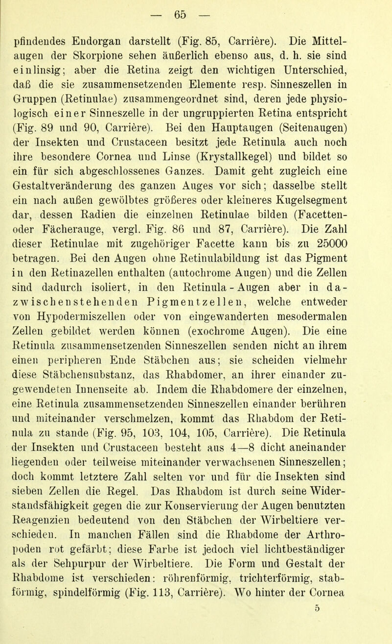 pfindeudes Endorgan darstellt (Fig. 85, Carriere). Die Mittel- augen der Skorpione sehen äußerlich ebenso aus, d. h. sie sind einlinsig; aber die Retina zeigt den wichtigen Unterschied, daß die sie zusammensetzenden Elemente resp. Sinneszellen in Gruppen (Retinulae) zusammengeordnet sind, deren jede physio- logisch einer Sinneszelle in der ungruppierten Retina entspricht (Fig. 89 und 90, Carriere). Bei den Hauptaugen (Seitenaugen) der Insekten und Crustaceen besitzt jede Retinula auch noch ihre besondere Cornea und Linse (Krystallkegel) und bildet so ein für sich abgeschlossenes Ganzes. Damit geht zugleich eine Gestaltveränderung des ganzen Auges vor sich; dasselbe stellt ein nach außen gewölbtes größeres oder kleineres Kugelsegment dar, dessen Radien die einzelnen Retinulae bilden (Facetten- oder Fächerauge, vergl. Fig. 86 und 87, Carriere). Die Zahl dieser Retinulae mit zugehöriger Facette kann bis zu 25000 betragen. Bei den Augen ohne Retinulabildung ist das Pigment in den Retinazellen enthalten (autochrome Augen) und die Zellen sind dadurch isoliert, in den Retinula - Augen aber in da- z wischenstehen den Pigmentzellen, welche entweder von Hypodermiszellen oder von eingewanderten mesodermalen Zellen gebildet werden können (exochrome Augen). Die eine Retinula zusammensetzenden Sinneszellen senden nicht an ihrem einen peripheren Ende Stäbchen aus; sie scheiden vielmehr diese Stäbchensubstanz, das Rhabdomer, an ihrer einander zu- gewendeten Innenseite ab. Indem die Rhabdomere der einzelnen, eine Retinula zusammensetzenden Sinneszellen einander berühren und miteinander verschmelzen, kommt das Rhabdom der Reti- nula zu Stande (Fig. 95, 103, 104, 105, Carriere). Die Retinula der Insekten und Crustaceen besteht aus 4—8 dicht aneinander liegenden oder teilweise miteinander verwachsenen Sinneszellen; doch kommt letztere Zahl selten vor und für die Insekten sind sieben Zellen die Regel. Das Rhabdom ist durch seine Wider- standsfähigkeit gegen die zur Konservierung der Augen benutzten Reagenzien bedeutend von den Stäbchen der Wirbeltiere ver- schieden. In manchen Fällen sind die Rhabdome der Arthro- poden rot gefärbt; diese Farbe ist jedoch viel lichtbeständiger als der Sehpurpur der Wirbeltiere. Die Form und Gestalt der Rhabdome ist verschieden: röhrenförmig, trichterförmig, stab- förmig, spindelförmig (Fig. 113, Carriere). Wo hinter der Cornea 5