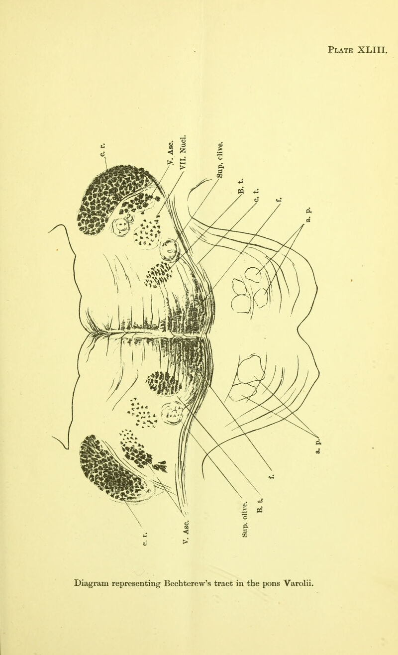 Plate XLIII. Diagram representing Bechterew's tract in the pons Varolii.