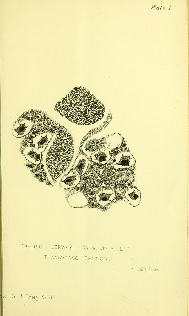 Superior cervical Ganglion - left- ' TRANSVERSE SECTION. X 300 diam? >J Dr. J. Grei^ SmitK