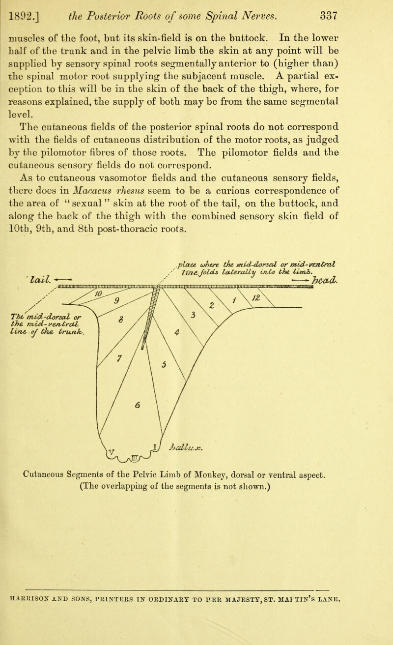 nmscles of the foot, but its skin-field is on the buttock. In the lower half of the trunk and in the pelvic limb the skin at any point will be suppHed bJ sensory spinal roots segmentally anterior to (higher than) the spinal motor root supplying the subjacent muscle. A partial ex- ception to this will be in the skin of the back of the thigh, where, for reasons explained, the supply of both may be from the same segmental level. The cutaneous fields of the posterior spinal roots do not correspond with the fields of cutaneous distribution of the motor roots, as judged by the pilomotor fibres of those roots. The pilomotor fields and the cutaneous sensory fields do not correspond. As to cutaneous vasomotor fields and the cutaneous sensory fields, there does in Macacus rhesus seem to be a curious correspondence of the area of  sexual  skin at the root of the tail, on the buttock, and along the back of the thigh with the combined sensory skin field of 10th, 9th, and 8th post-thoracic roots. .place, cohere, the mid-dorscd or mid-ventral ,' line. Joldi loUerally wCa the, limh. ' tail. ■*—• / -—^heacL. Cutaneous Segments of the Pelvic Limb of Monkej, dorsal or ventral aspect, (The overlapping of the segments is not sliown.) HARRISON AND SONS, PRINTEES IN OEDINAET TO FEE MAJESTY, ST. MAI TIN's LANE.