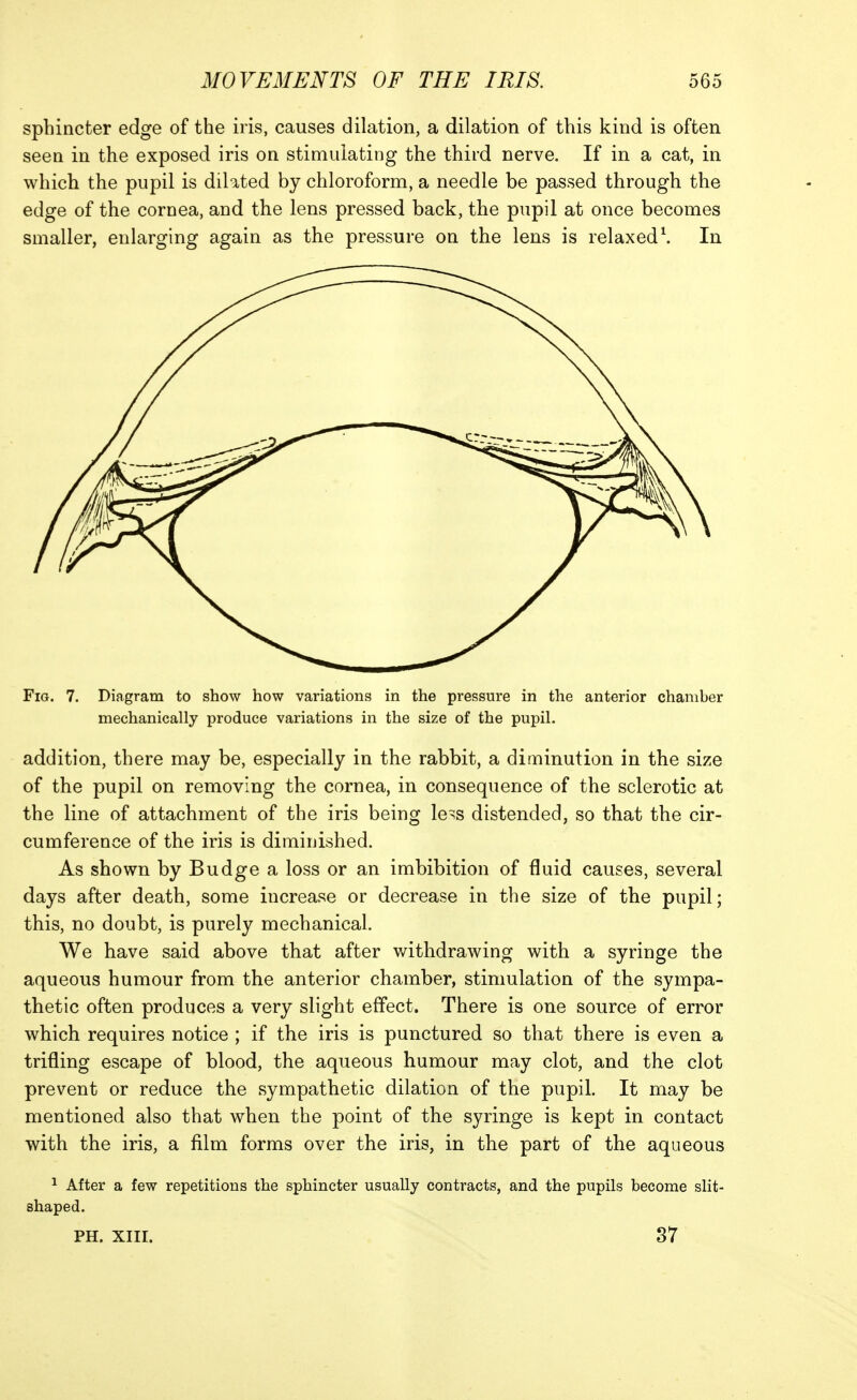 sphincter edge of the iris, causes dilation, a dilation of this kind is often seen in the exposed iris on stimulating the third nerve. If in a cat, in which the pupil is dilated by chloroform, a needle be passed through the edge of the cornea, and the lens pressed back, the pupil at once becomes smaller, enlarging again as the pressure on the lens is relaxed \ In Fig. 7. Diagram to show how variations in the pressure in the anterior chamber mechanically produce variations in the size of the pupil. addition, there may be, especially in the rabbit, a diminution in the size of the pupil on removing the cornea, in consequence of the sclerotic at the line of attachment of the iris being le^s distended, so that the cir- cumference of the iris is diminished. As shown by Budge a loss or an imbibition of fluid causes, several days after death, some increase or decrease in the size of the pupil; this, no doubt, is purely mechanical. We have said above that after withdrawing with a syringe the aqueous humour from the anterior chamber, stimulation of the sympa- thetic often produces a very slight effect. There is one source of error which requires notice ; if the iris is punctured so that there is even a trifling escape of blood, the aqueous humour may clot, and the clot prevent or reduce the sympathetic dilation of the pupil. It may be mentioned also that when the point of the syringe is kept in contact with the iris, a film forms over the iris, in the part of the aqueous ^ After a few repetitious the sphincter usually contracts, and the pupils become slit- shaped. PH. XIII. 87