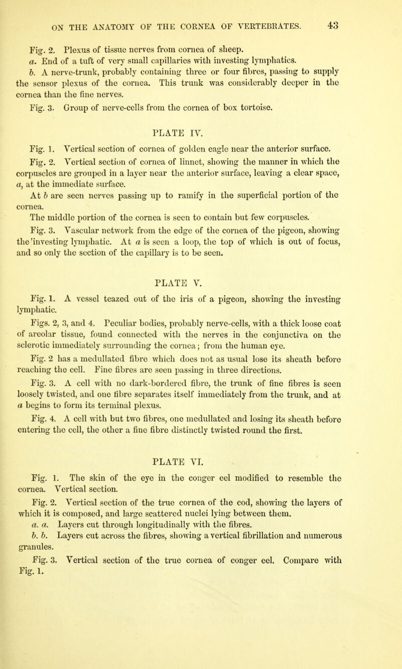 Fig. 2. Plexus of tissue nerves from cornea of sheep. a. End of a tuft of very small capillaries with investing lymphatics. b. A nerve-trunk, probably containing three or four fibres, passing to supply the sensor plexus of the cornea. This trunk was considerably deeper in the cornea than the fine nerves. Fig. 3. Group of nerve-cells from the cornea of box tortoise. PLATE IV. Fig. 1. Vertical section of cornea of golden eagle near the anterior surface. Fig. 2. Vertical section of cornea of linnet, showing the manner in which the corpuscles are grouped in a layer near the anterior surface, leaving a clear space, a, at the immediate surface. At b are seen nerves passing up to ramify in the superficial portion of the cornea. The middle portion of the cornea is seen to contain but few corpuscles. Fig. 3. Vascular network from the edge of the cornea of the pigeon, showing the 'investing lymphatic. At a is seen a loop, the top of which is out of focus, and so only the section of the capillary is to be seen. PLATE V. Fig. 1. A vessel teazed out of the iris of a pigeon, showing the investing lymphatic. Figs. 2, 3, and 4. Peculiar bodies, probably nerve-cells, with a thick loose coat of areolar tissue, found connected with the nerves in the conjunctiva on the sclerotic immediately surrounding the cornea; from the human eye. Fig. 2 has a medullated fibre which does not as usual lose its sheath before reaching the cell. Fine fibres are seen passing in three directions. Fig. 3. A cell with no dark-bordered fibre, the trunk of fine fibres is seen loosely twisted, and one fibre separates itself immediately from the trunk, and at a begins to form its terminal plexus. Fig. 4. A cell with but two fibres, one medullated and losing its sheath before entering the cell, the other a fine fibre distinctly twisted round the first. PLATE VI. Fig. 1. The skin of the eye in the conger eel modified to resemble the cornea. Vertical section. Fig. 2. Vertical section of the true cornea of the cod, showing the layers of which it is composed, and large scattered nuclei lying between them. a. a. Layers cut through longitudinally with the fibres. b. b. Layers cut across the fibres, showing a vertical fibrillation and numerous granules. Fig. 3. Vertical section of the true cornea of conger eel. Compare with Fig. 1.